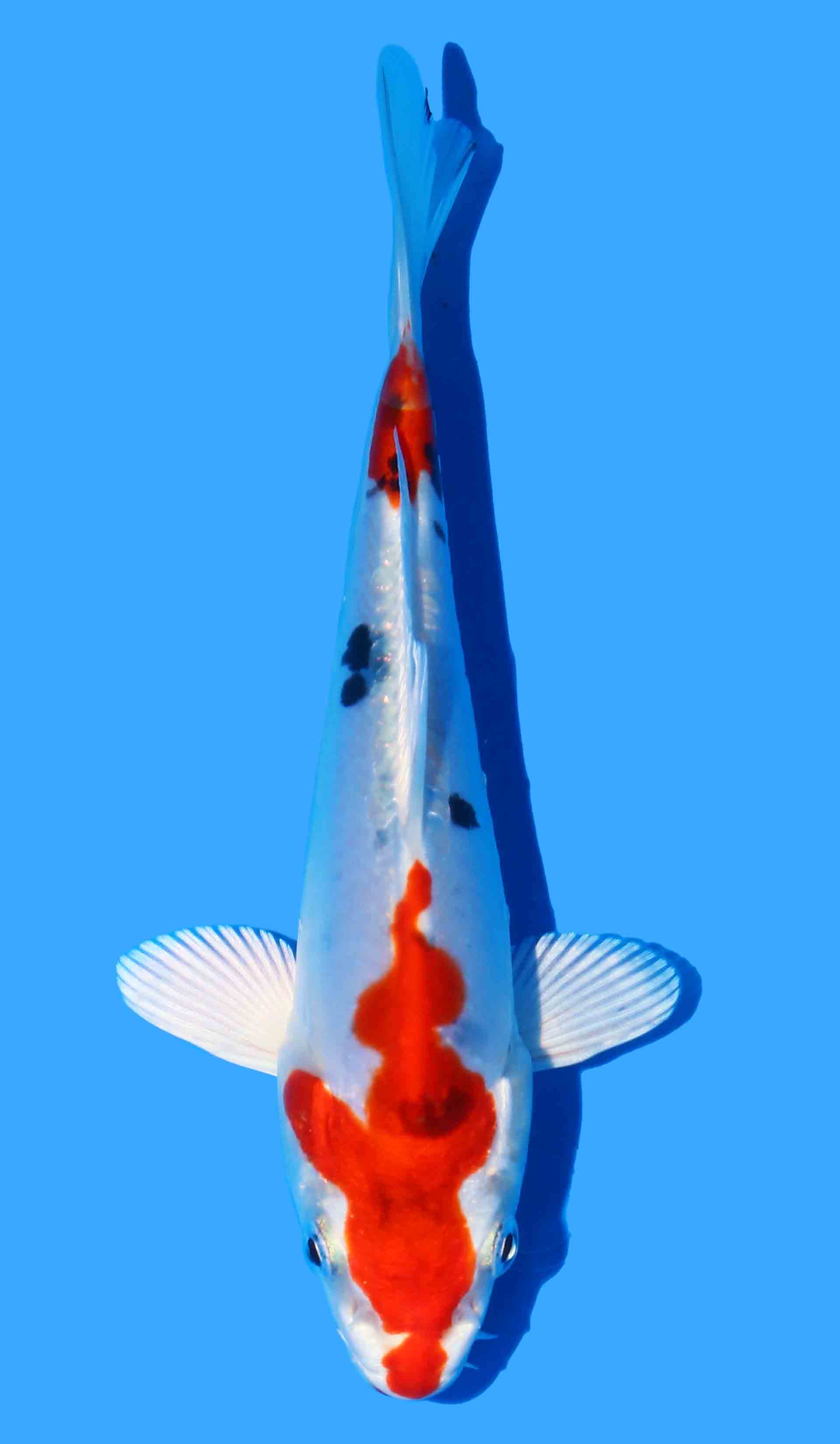 Beni Kikokuryu