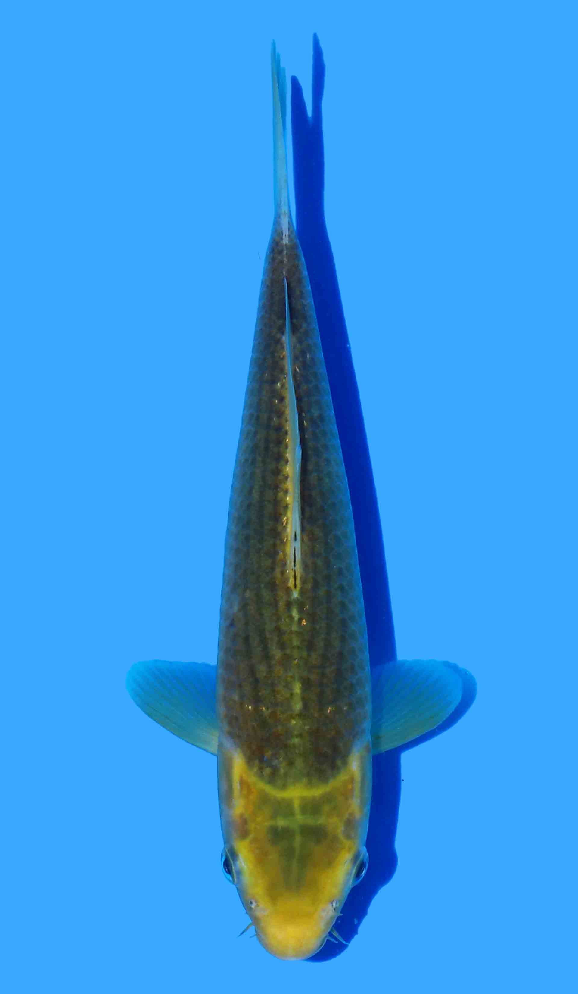 Ki Matsuba from Golden Corn