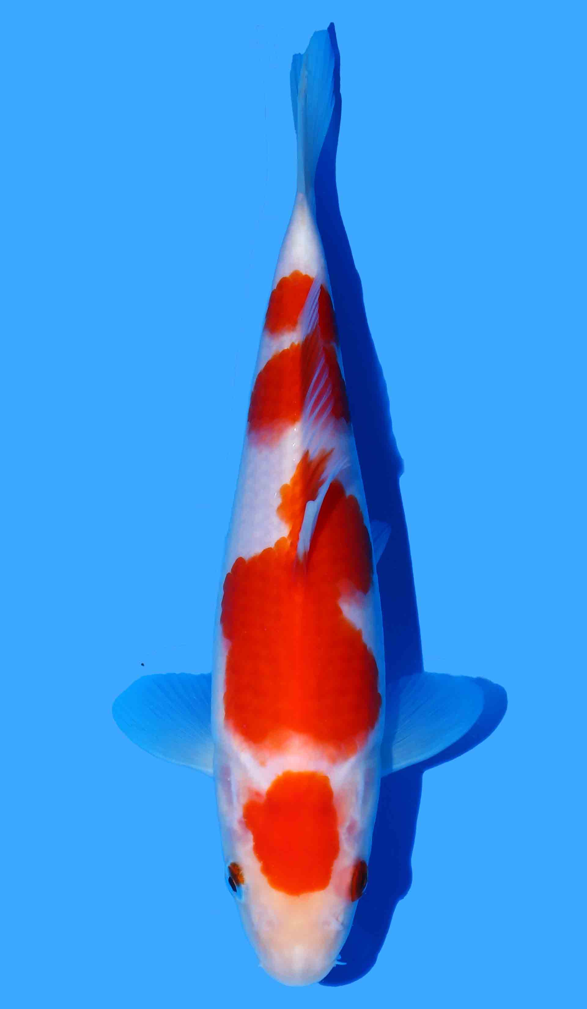 Kohaku