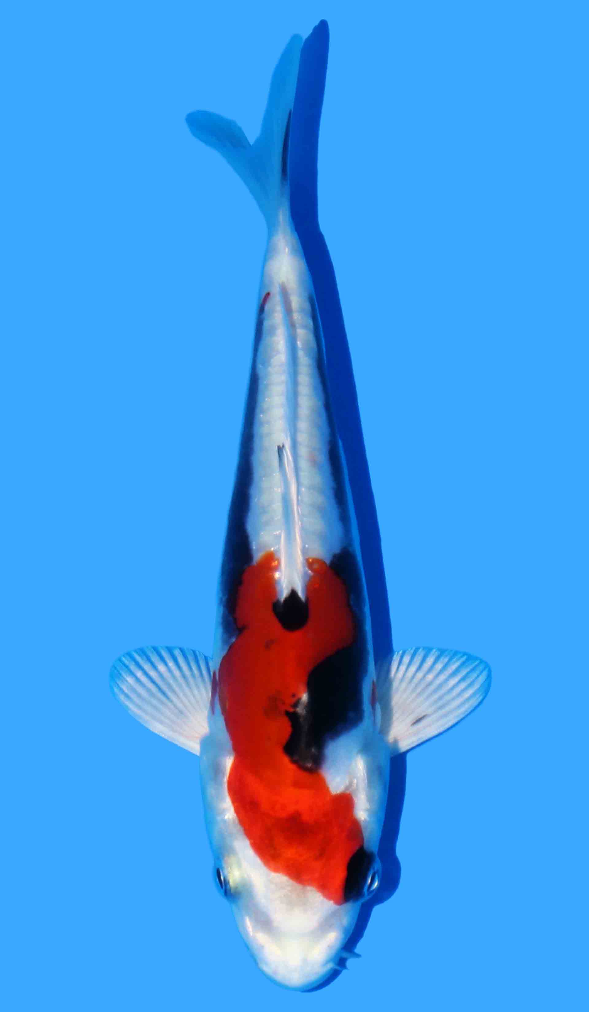 Beni Kikokuryu