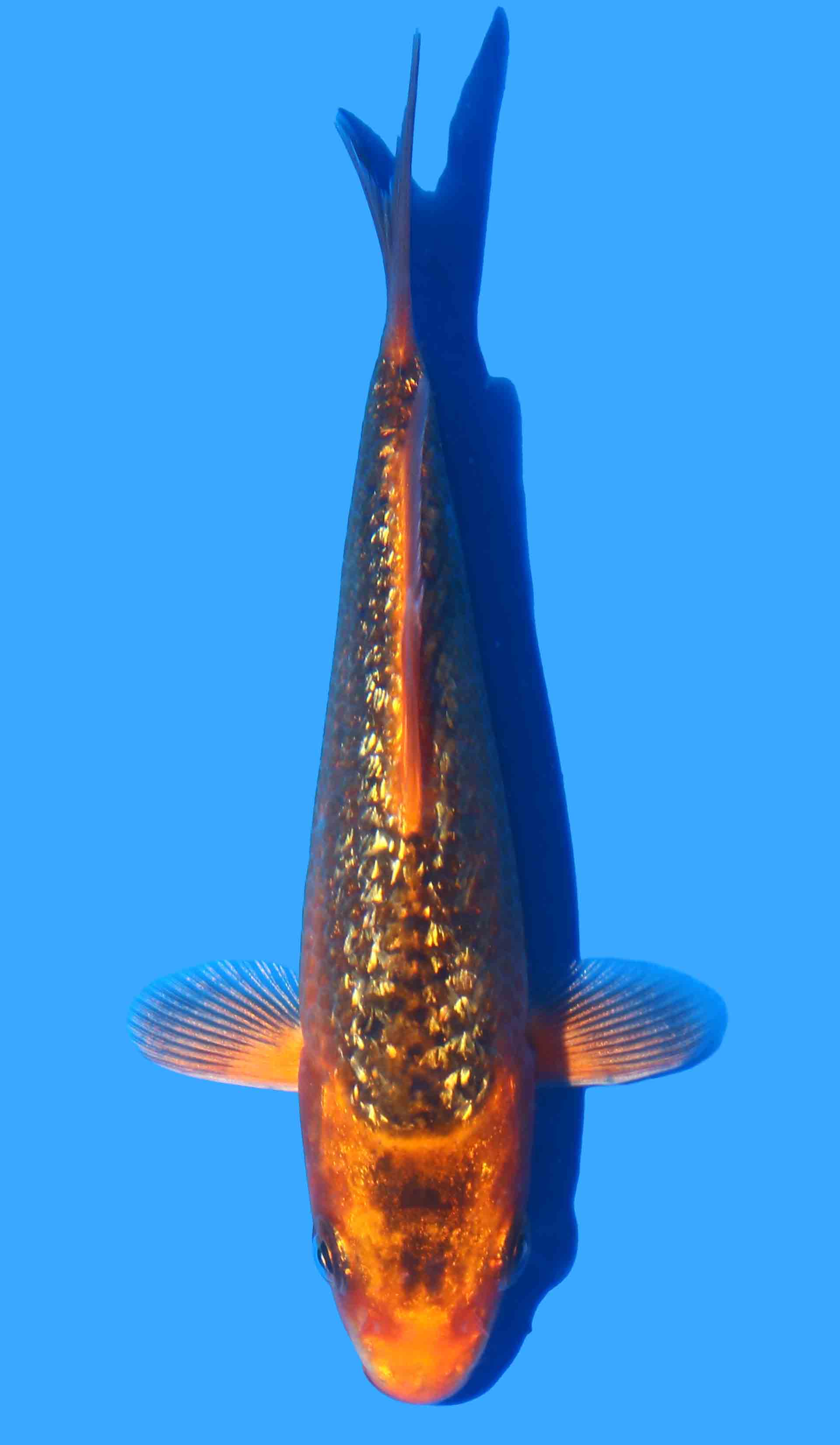 Kawarigoi