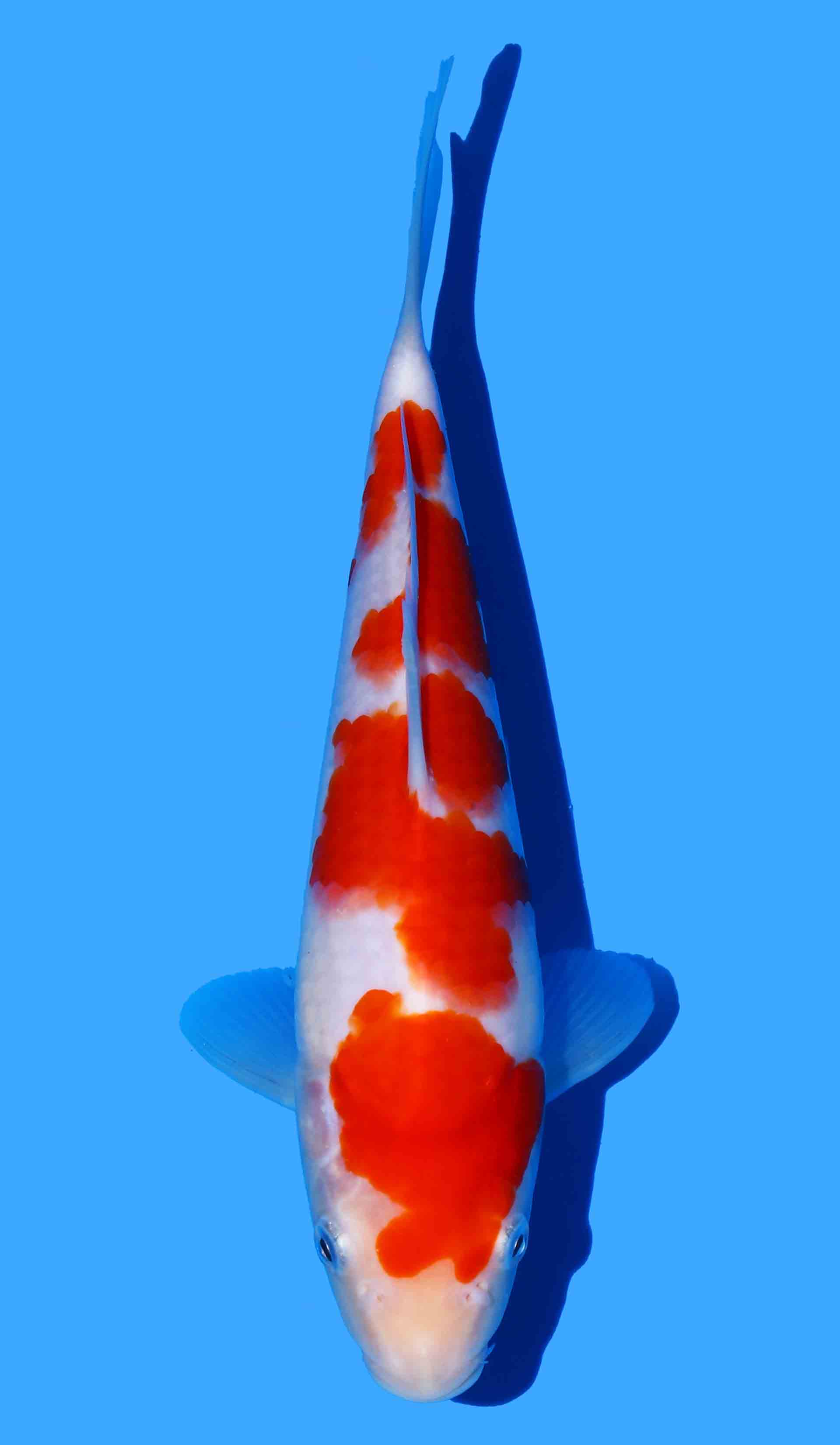 Kohaku