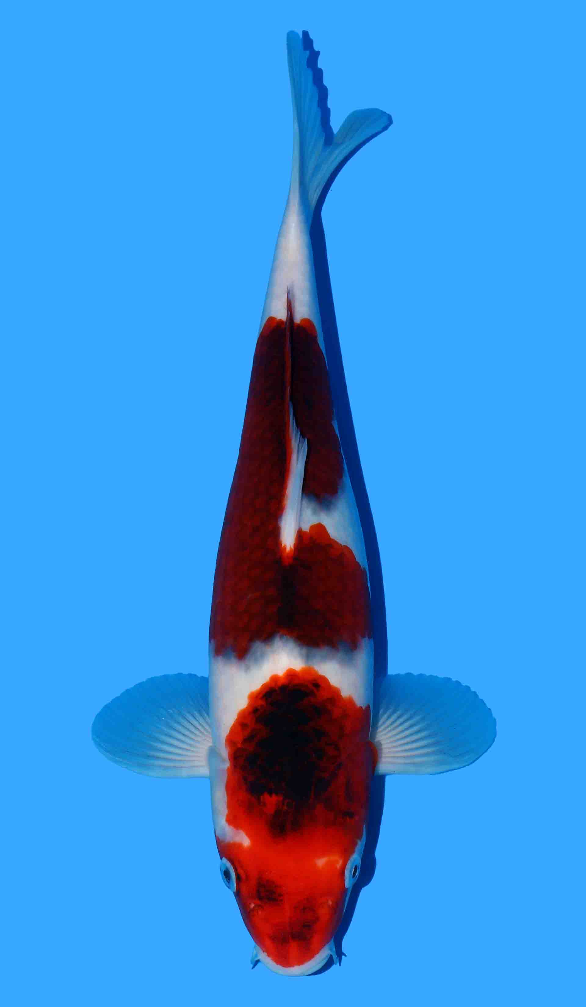 Buo Goromo