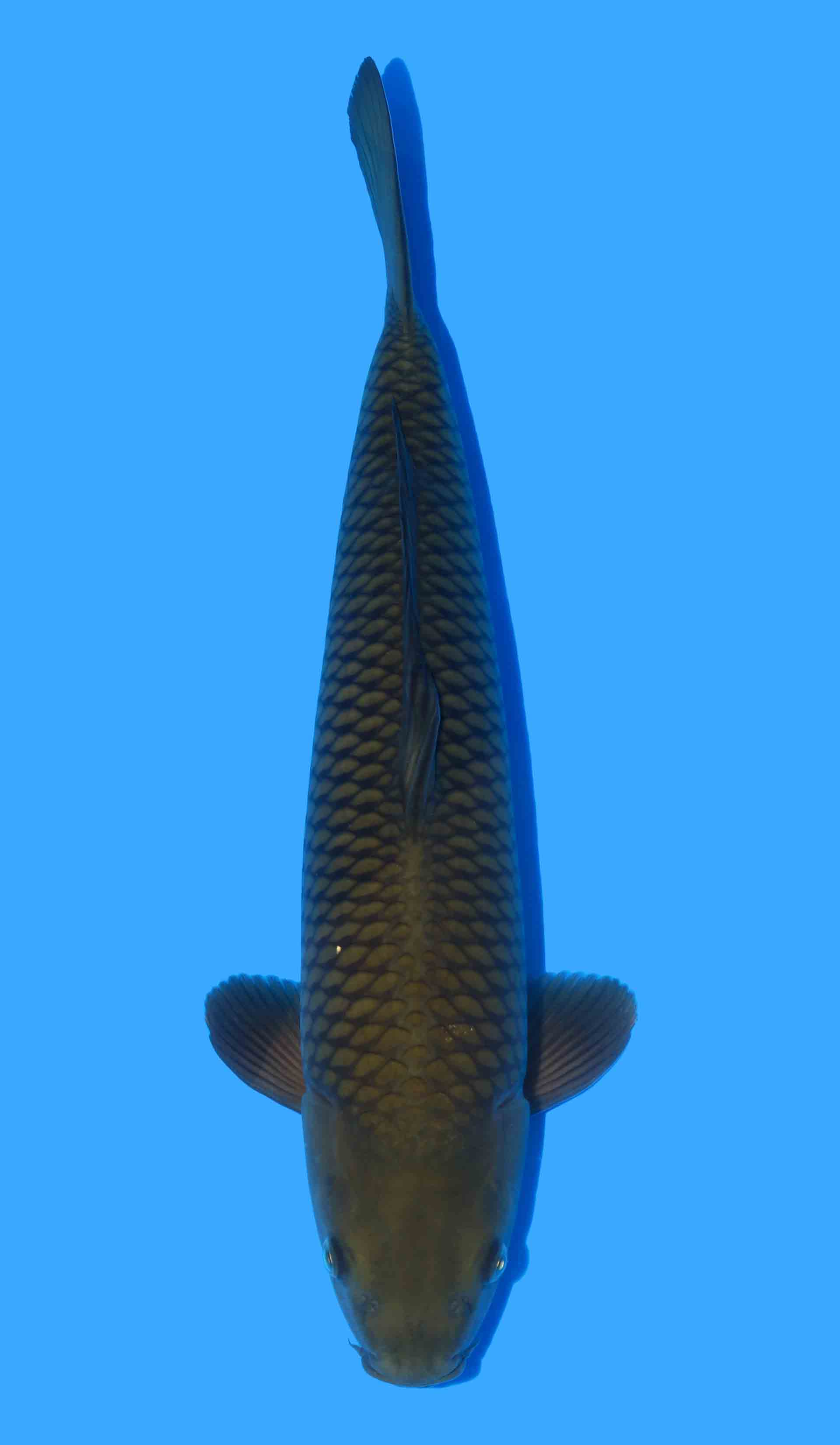 Chagoi from Marusei