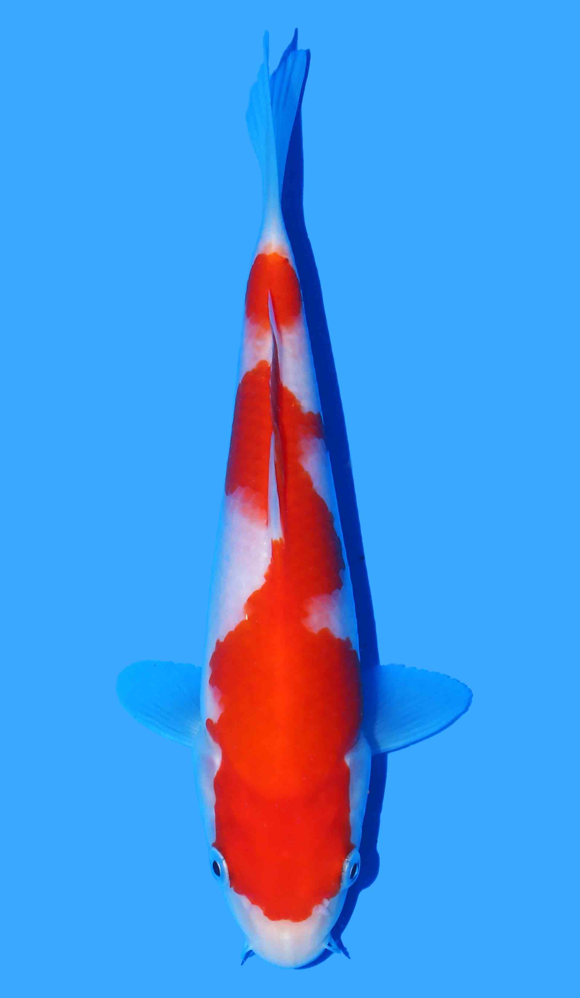 Kohaku