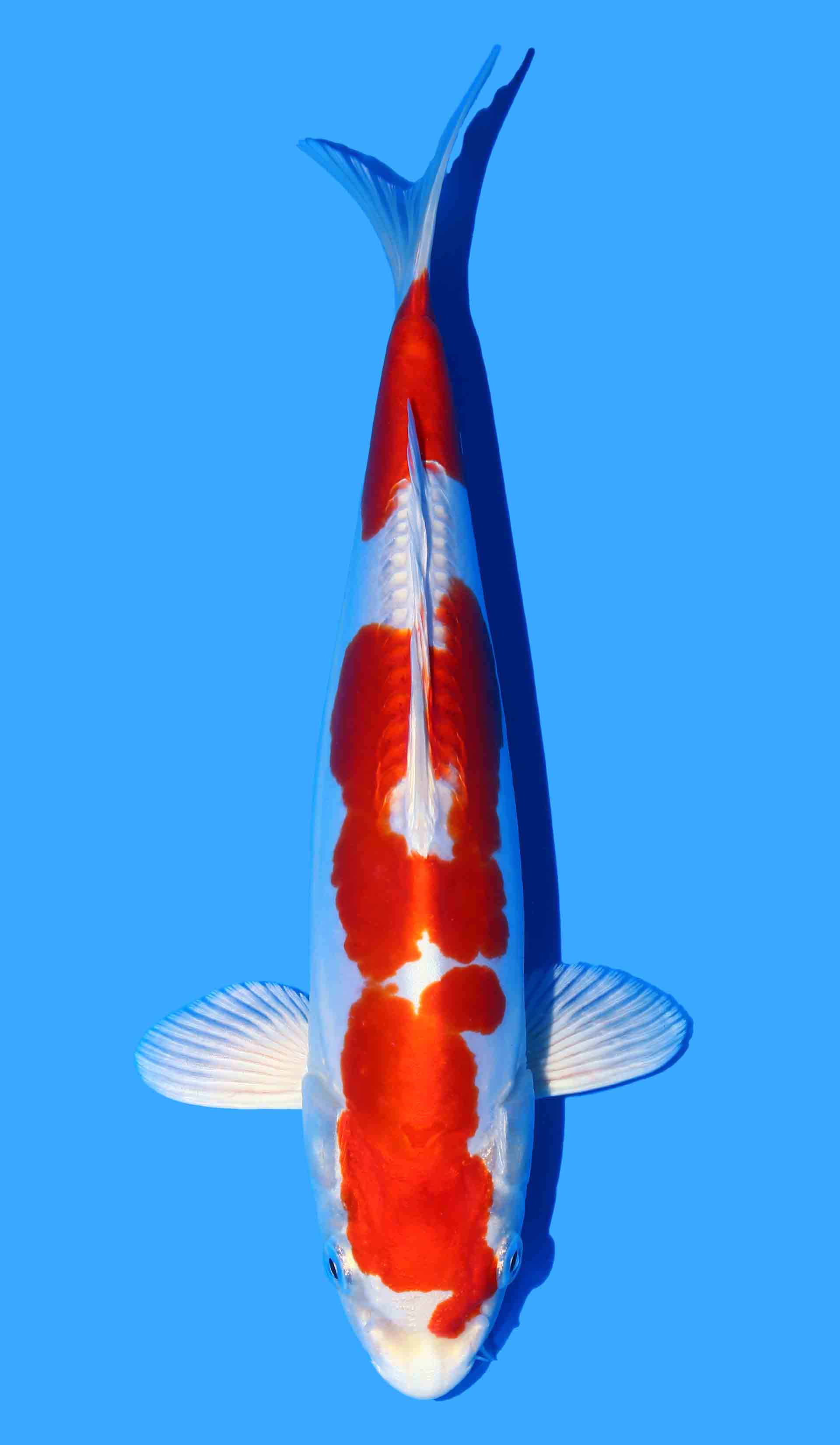 Kikusui