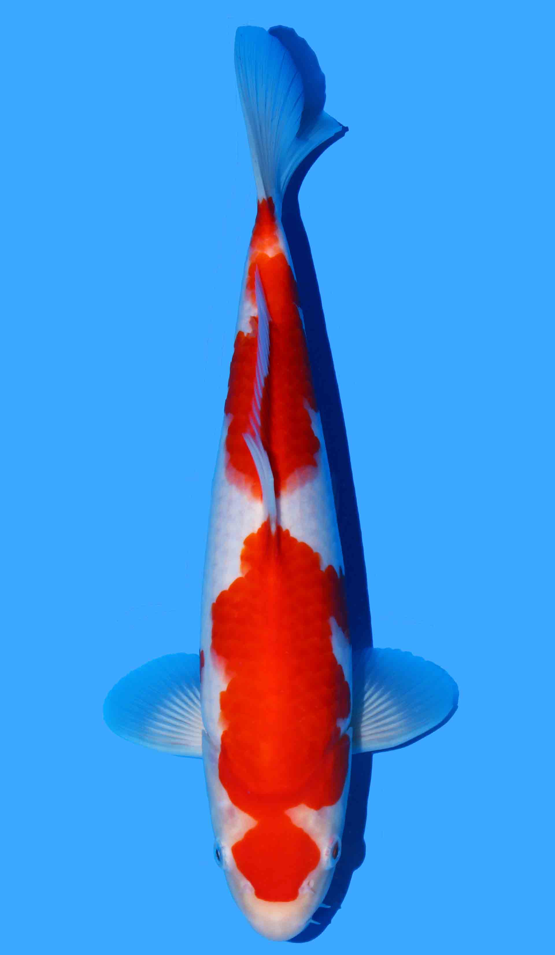 Kohaku