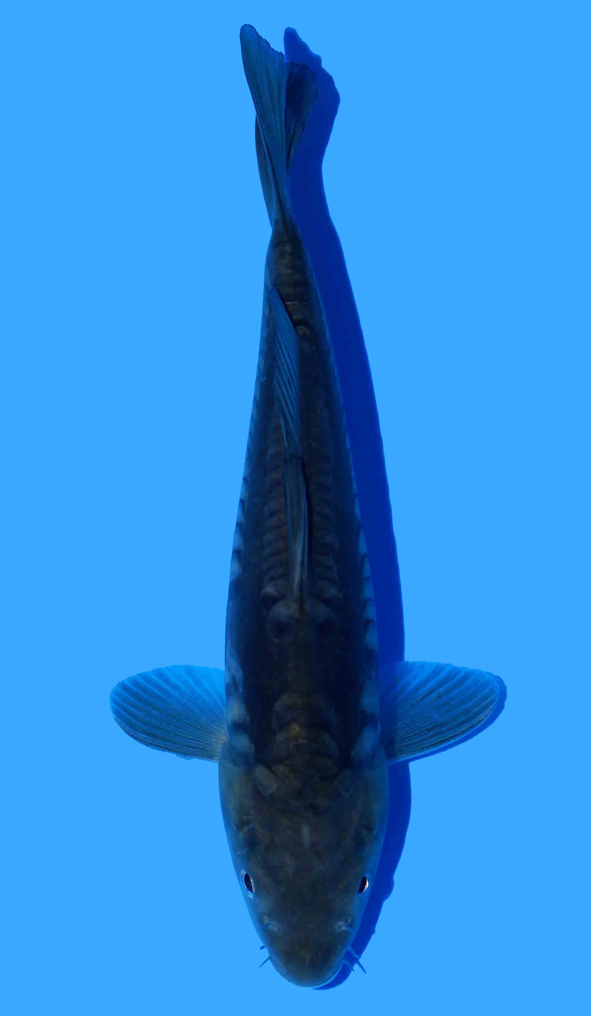 Doitsu Soragoi