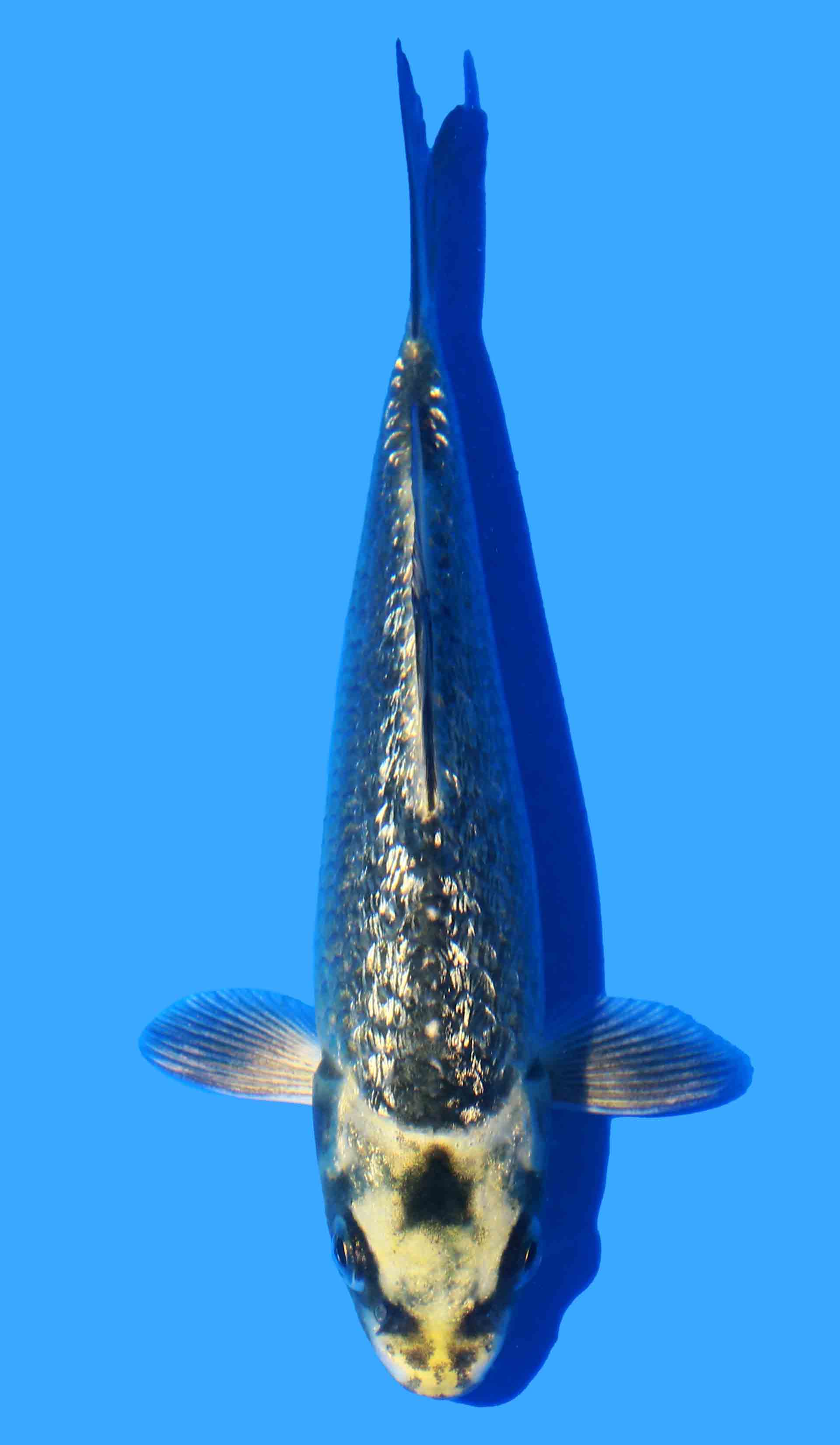 Kawarigoi