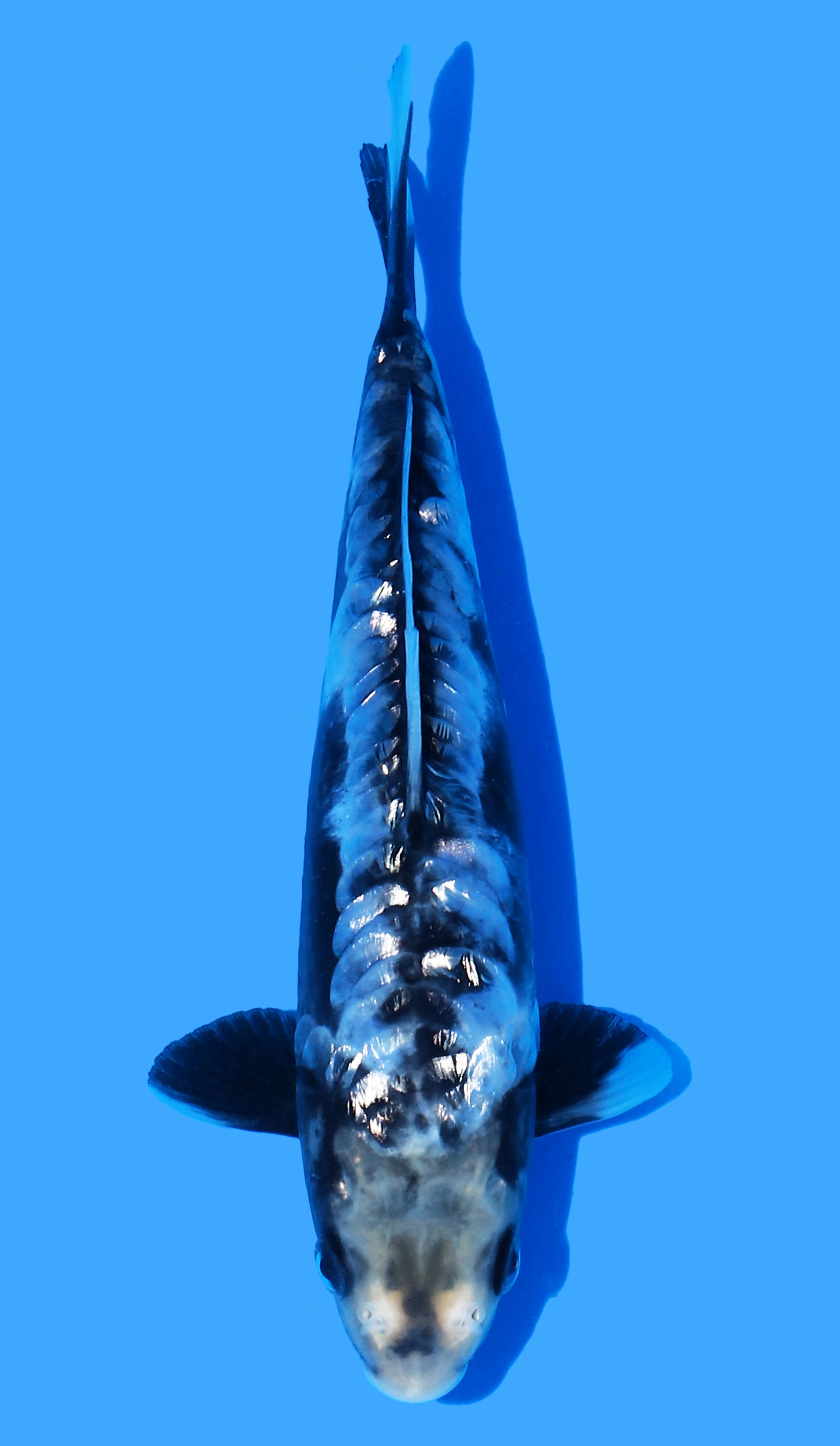 Aragoke Kumonryu