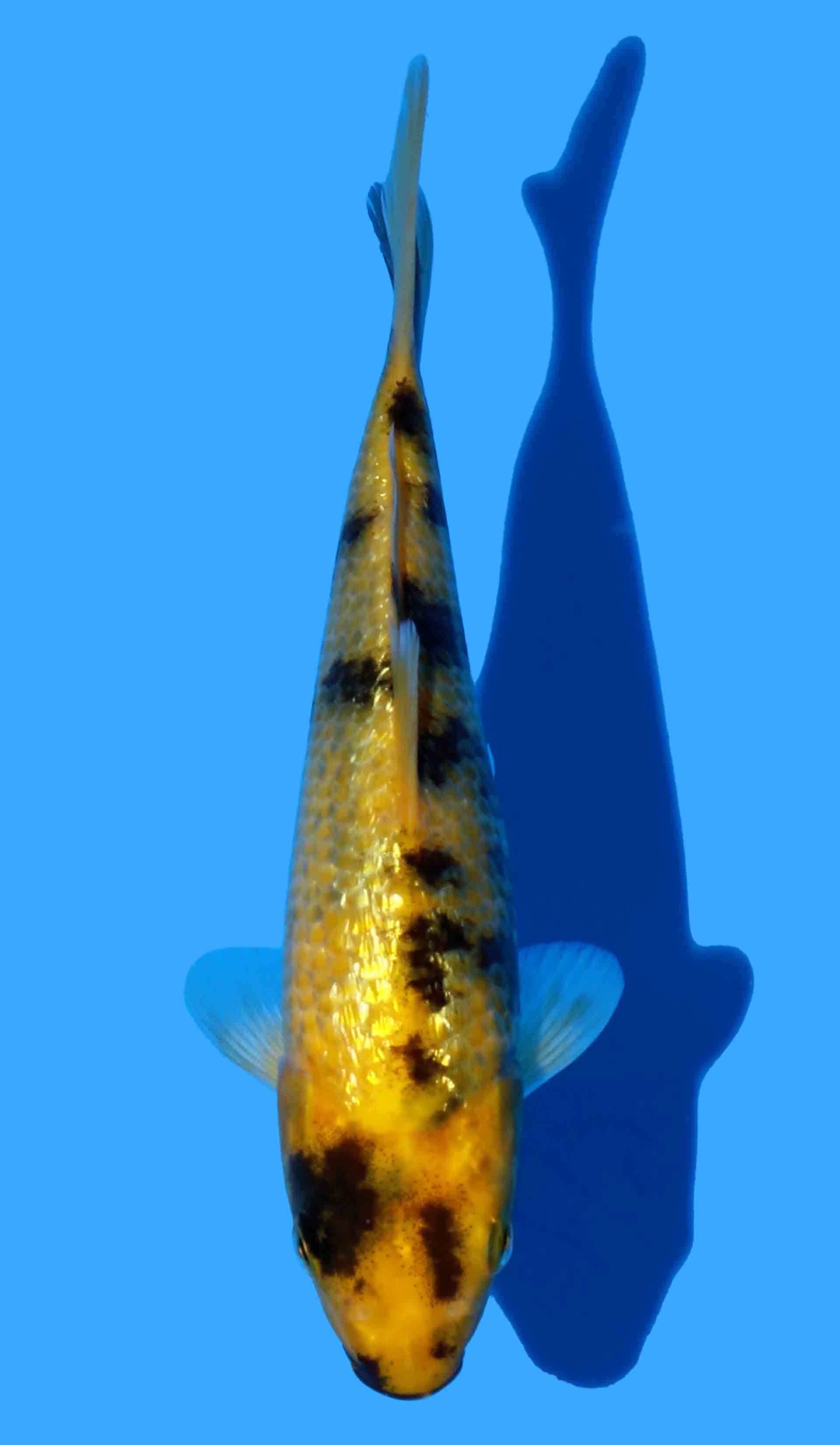 Gin Rin Ki Utsuri from Maruhiro