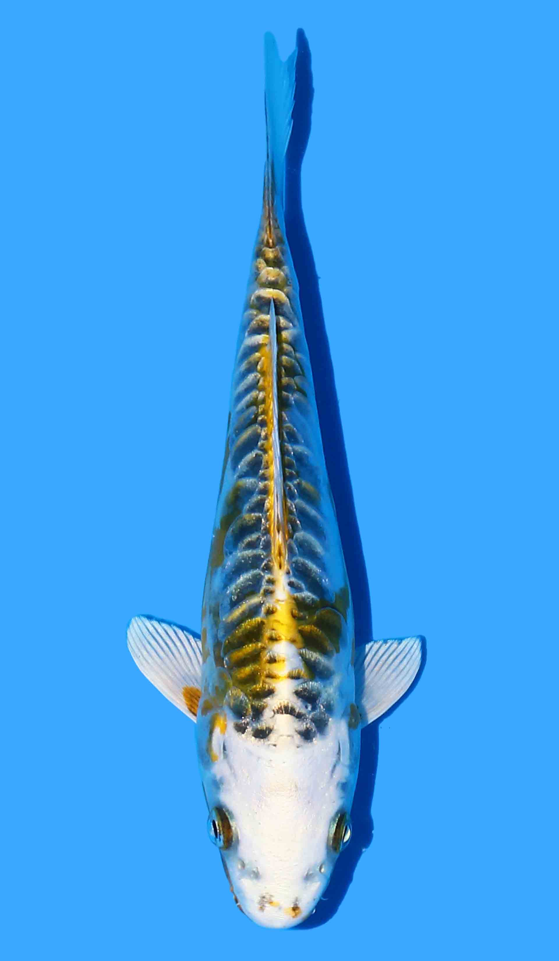 Japanese Koi - JPN Koi Co.