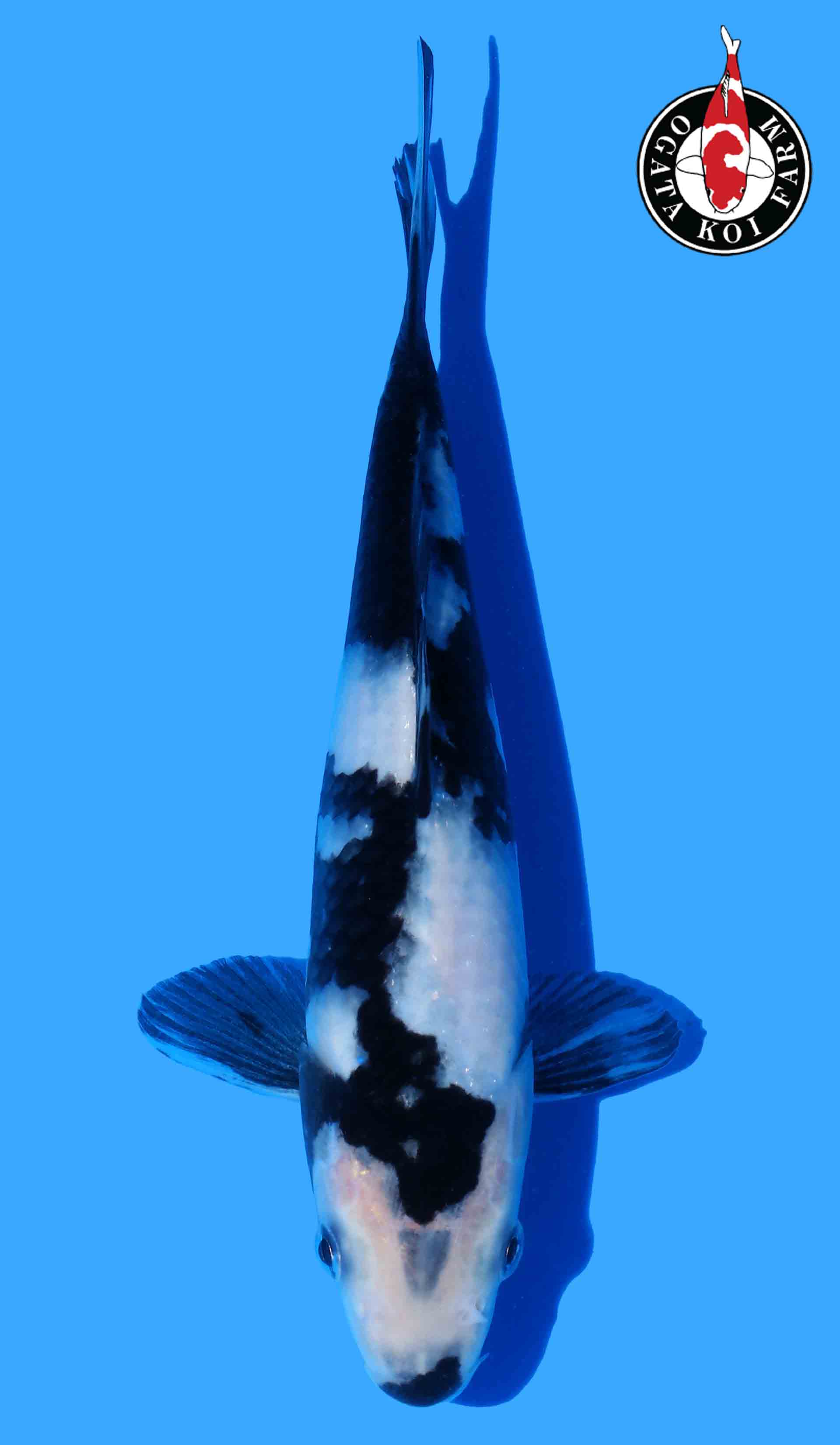 Shiro Utsuri