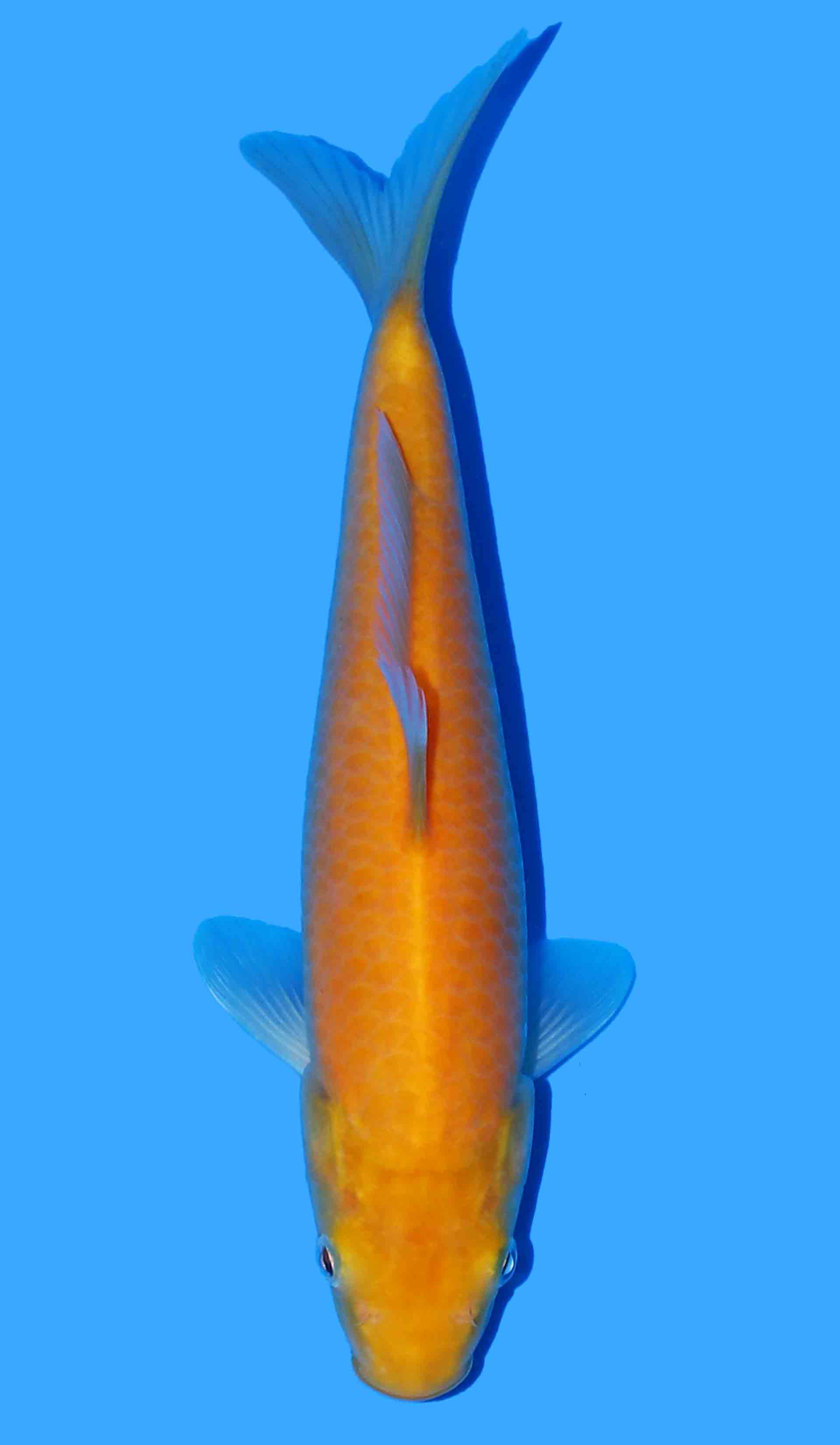 Karashigoi from Okawa (Sakai Fish Farm x Konishi)