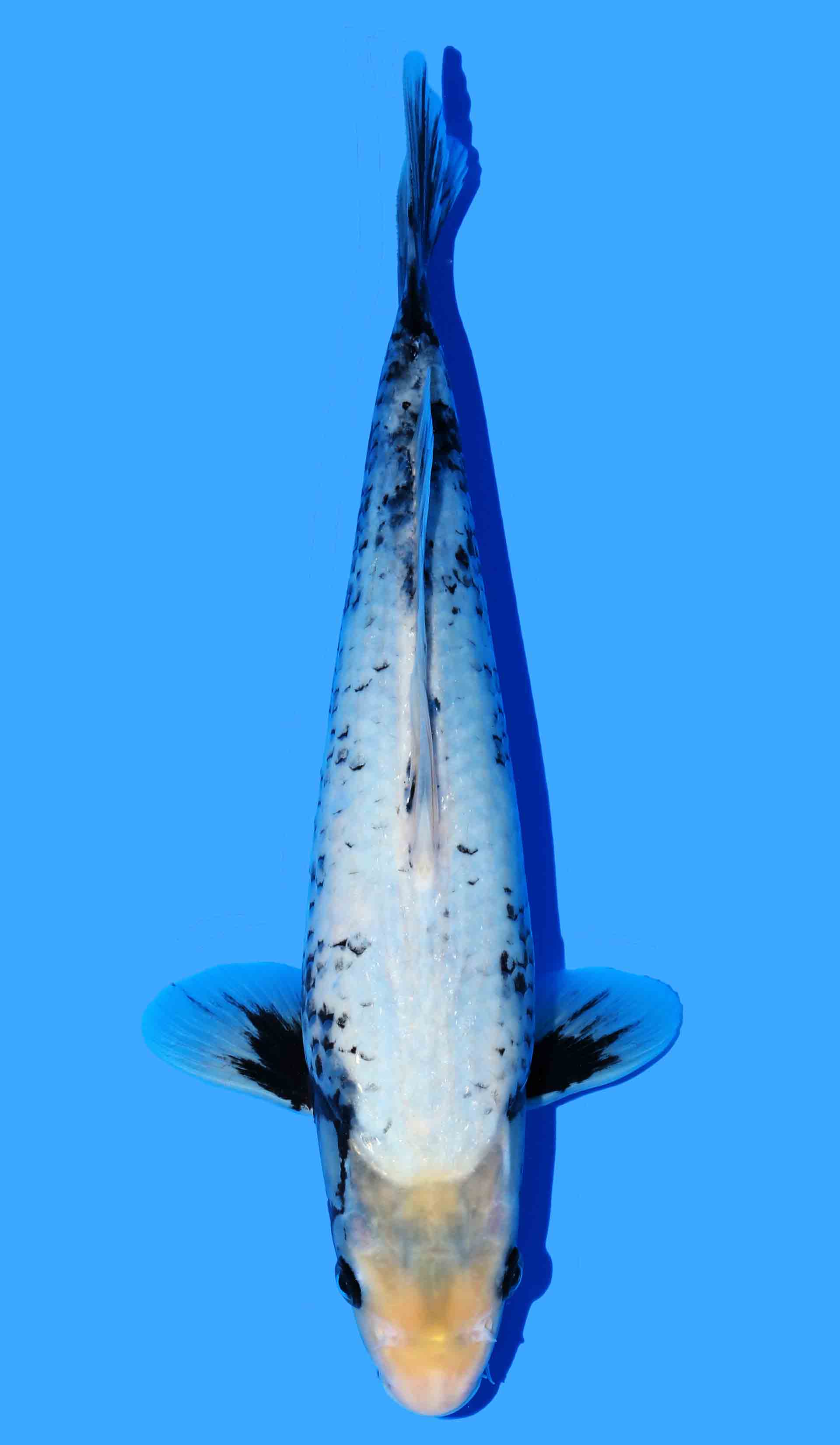 Matsukawabake