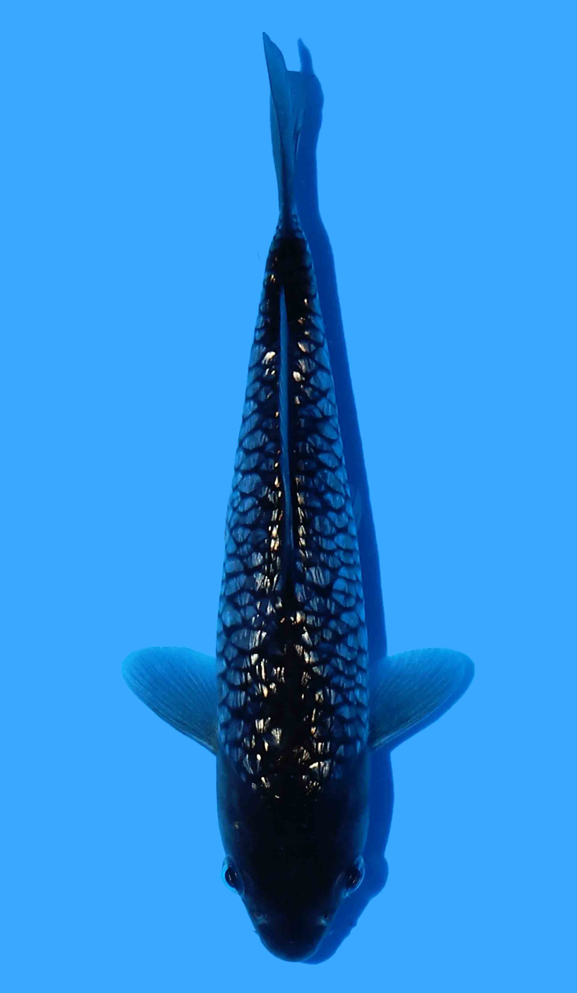 Gin Rin Aragoke Black Dragon from Takatatsu inc Growing