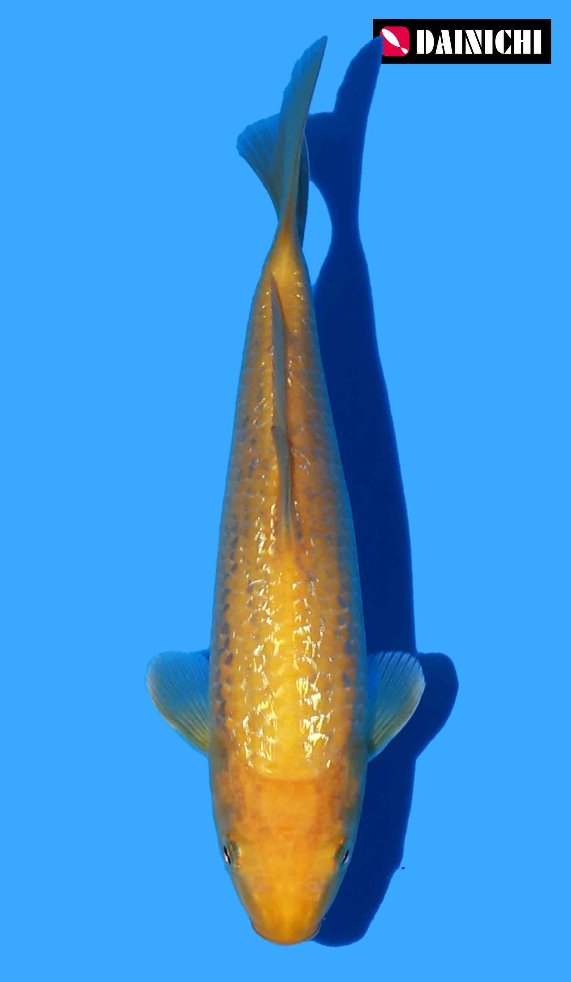 Gin Rin Karashigoi from Dainichi (Yellow Monkey)