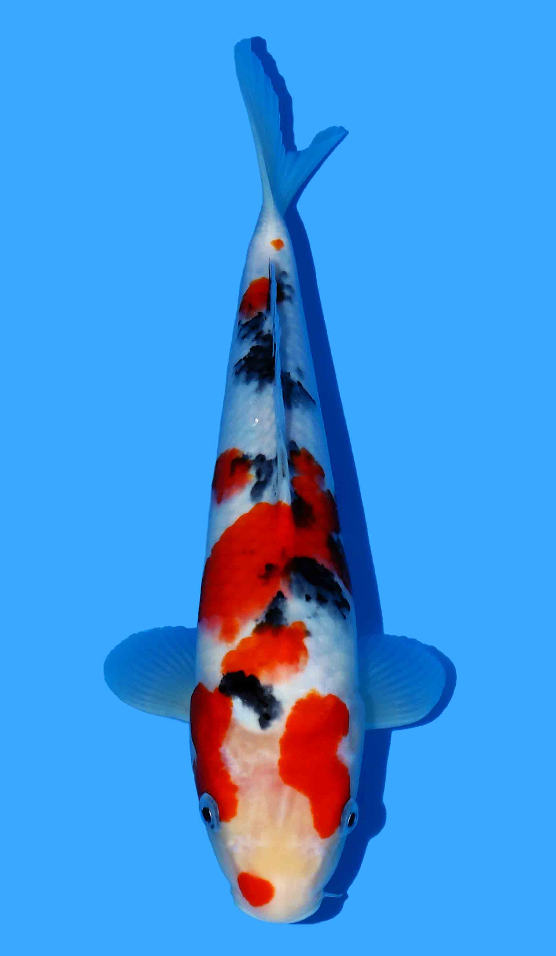Sanke from Marusei