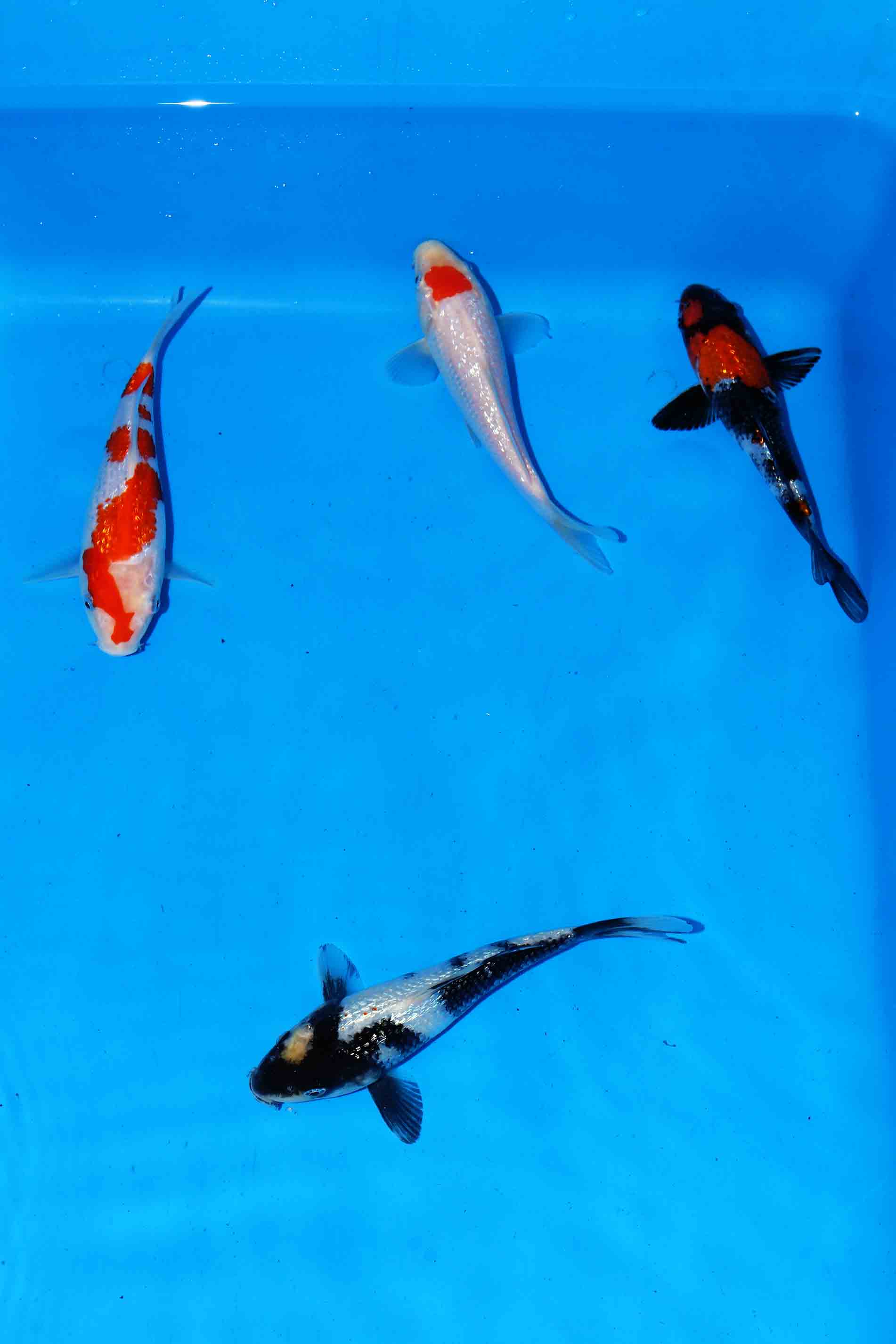 Gin Rin Shiro, Showa, Tancho Kohaku & Kohaku (17-19 cm)