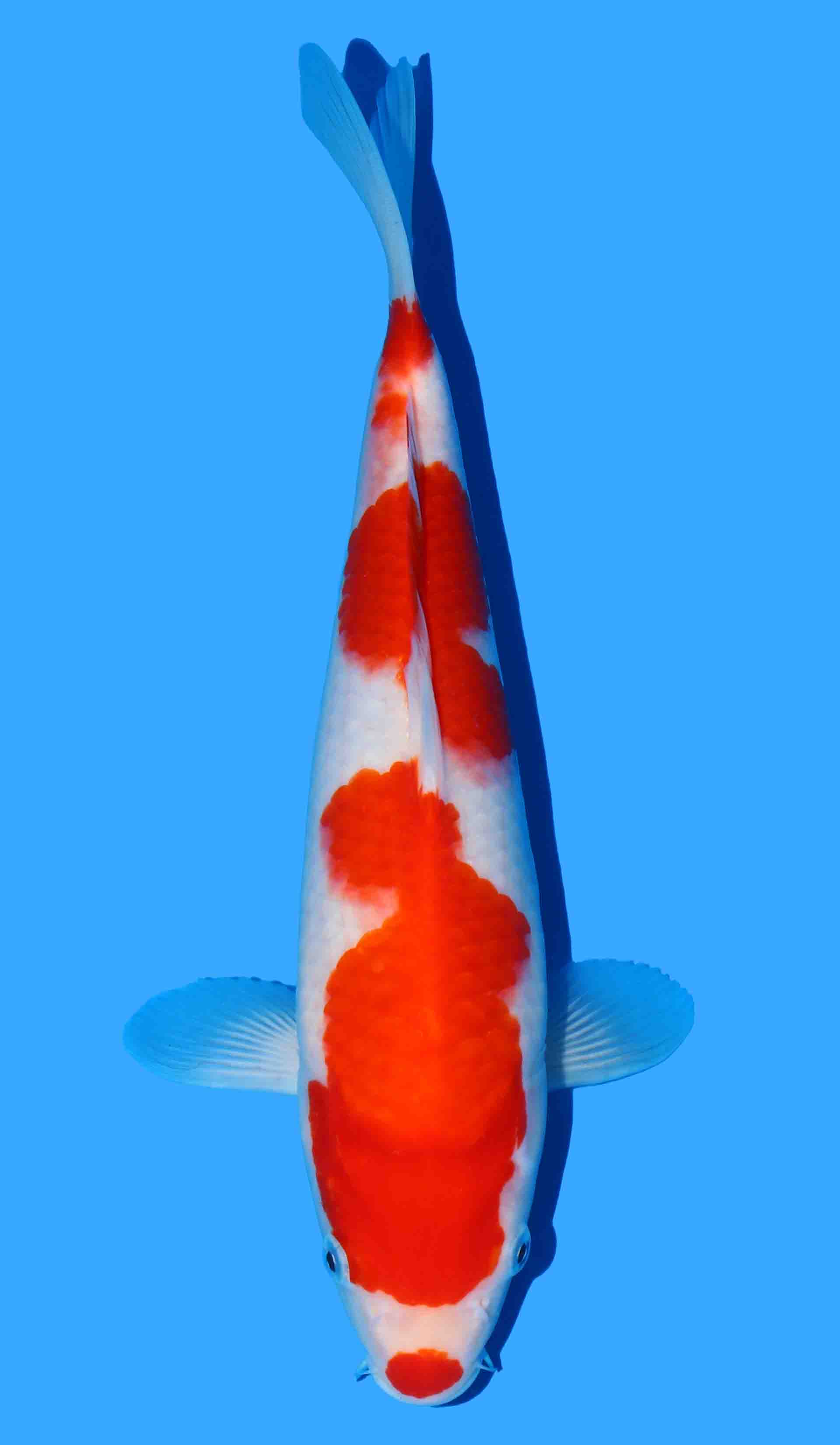 Kohaku