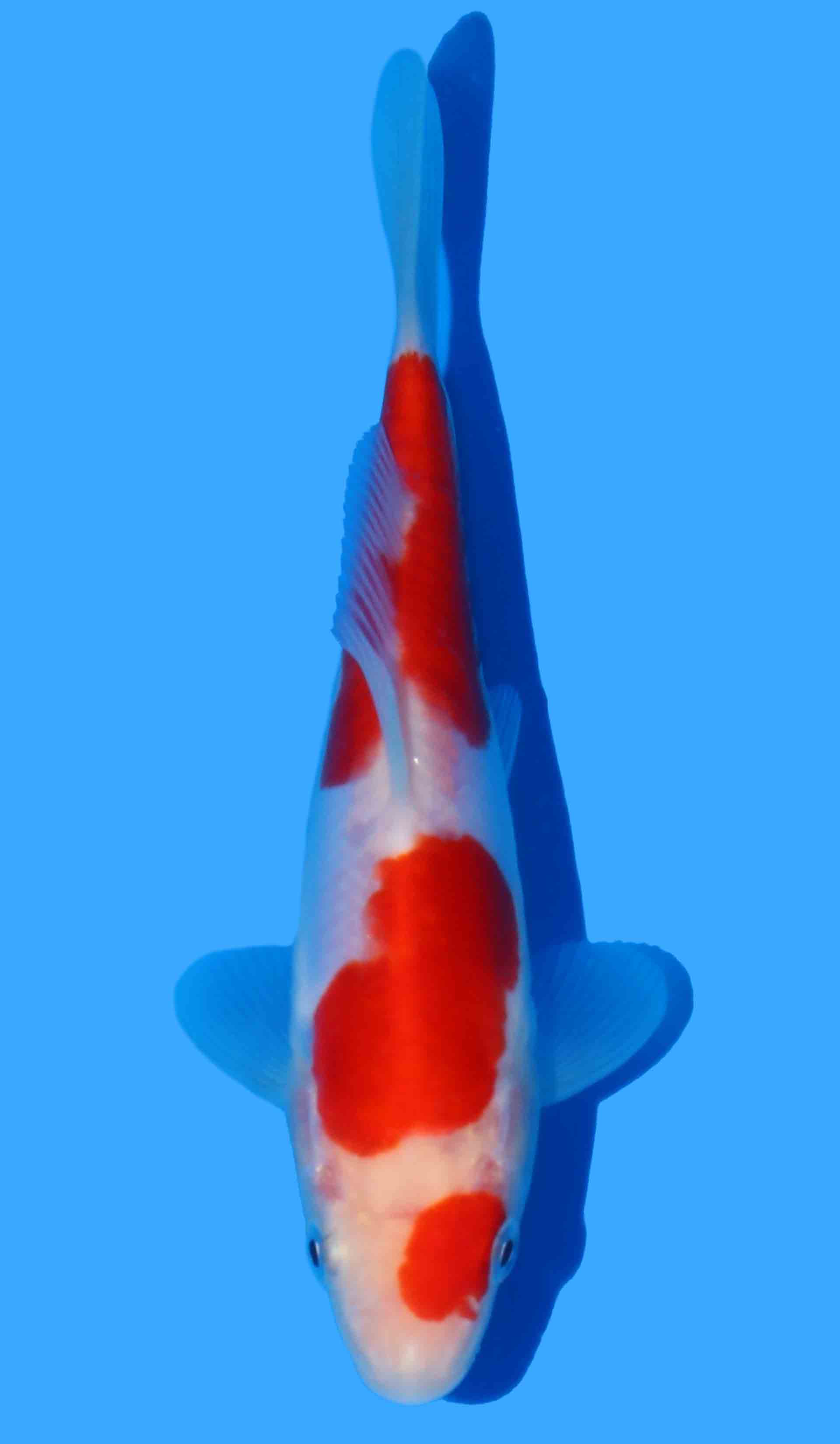 Doitsu Kohaku