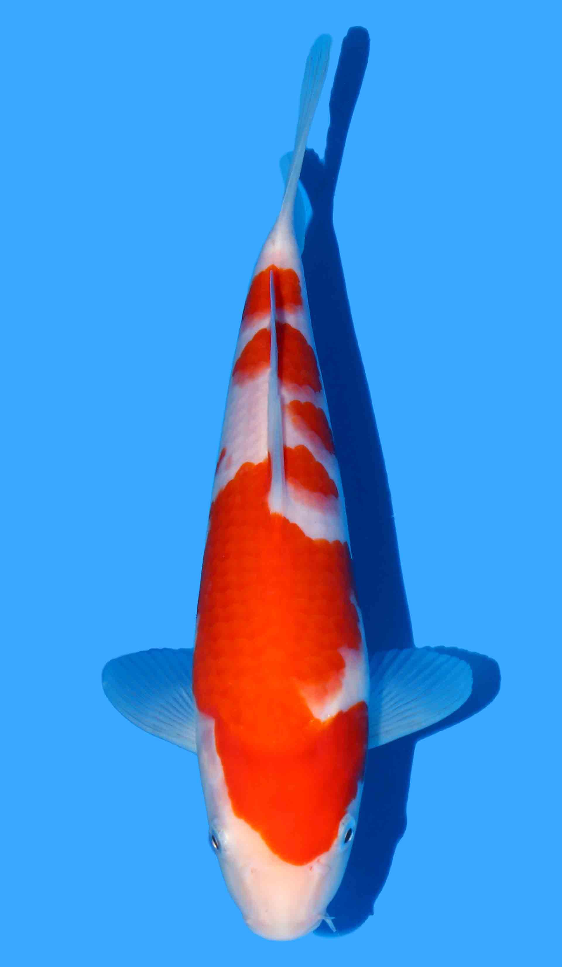 Kohaku
