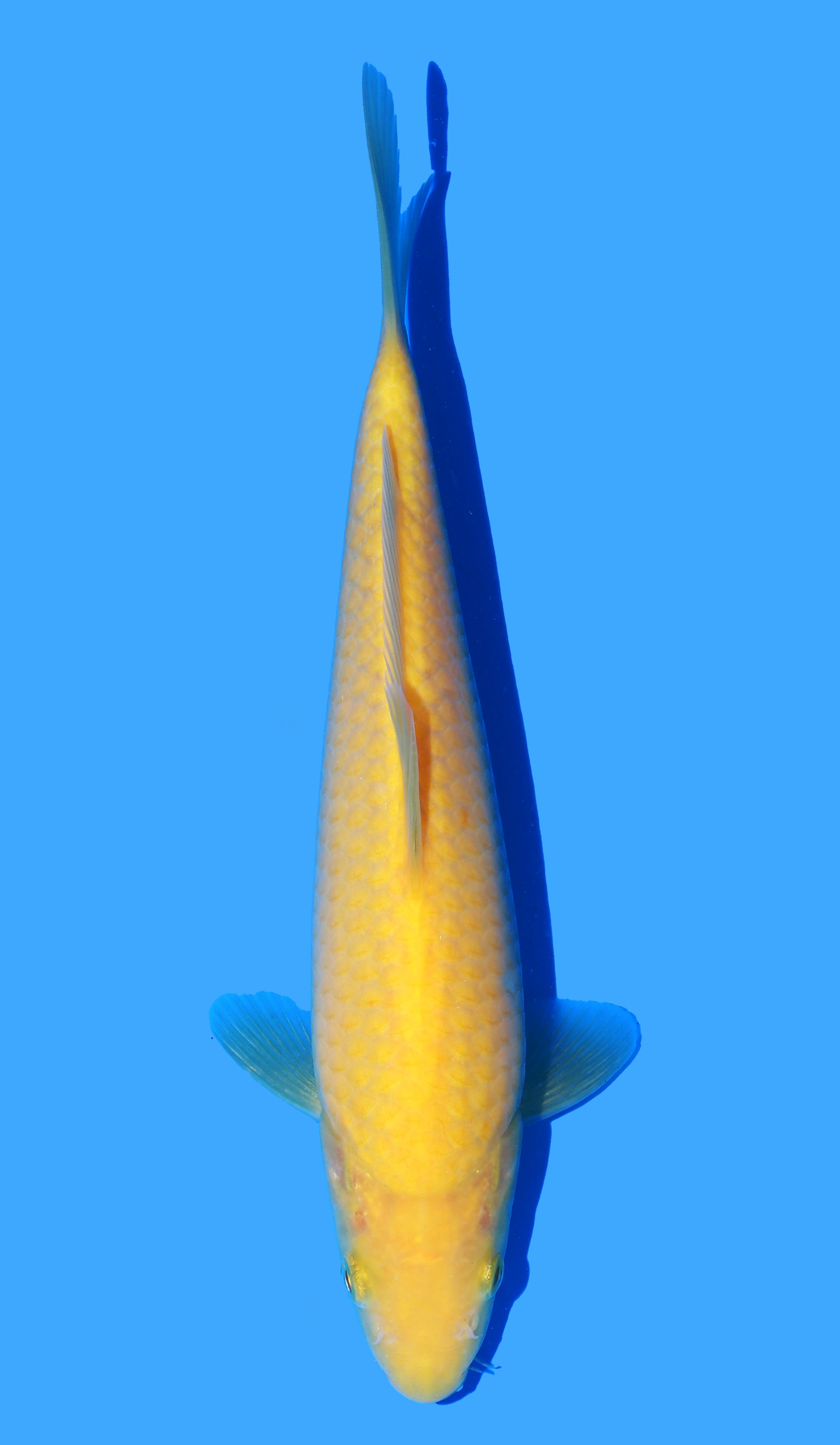 Karashigoi