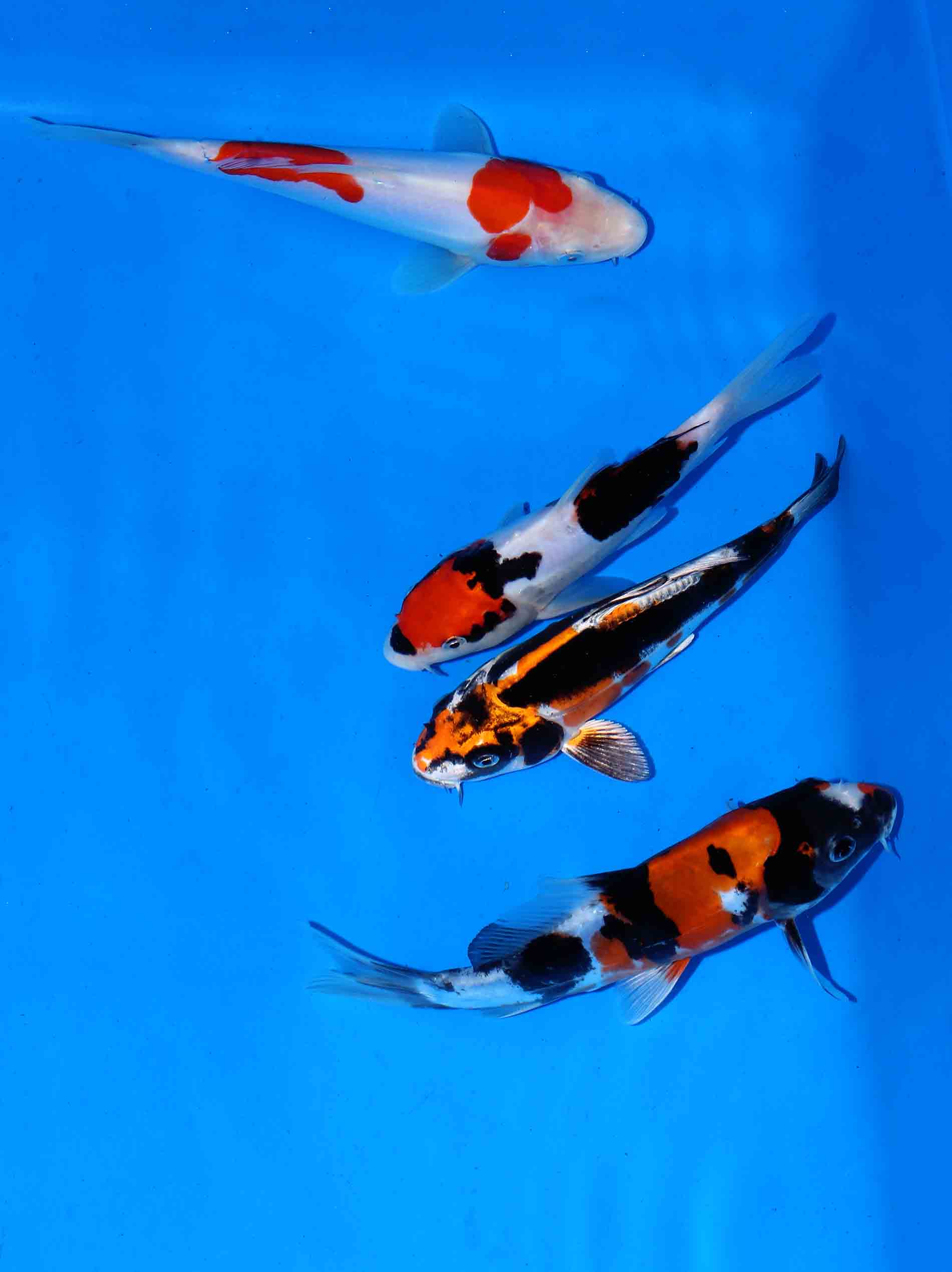Beni Kiko, Doitsu Showa, Kohaku & Beni Kumonryu (16-19 cm)
