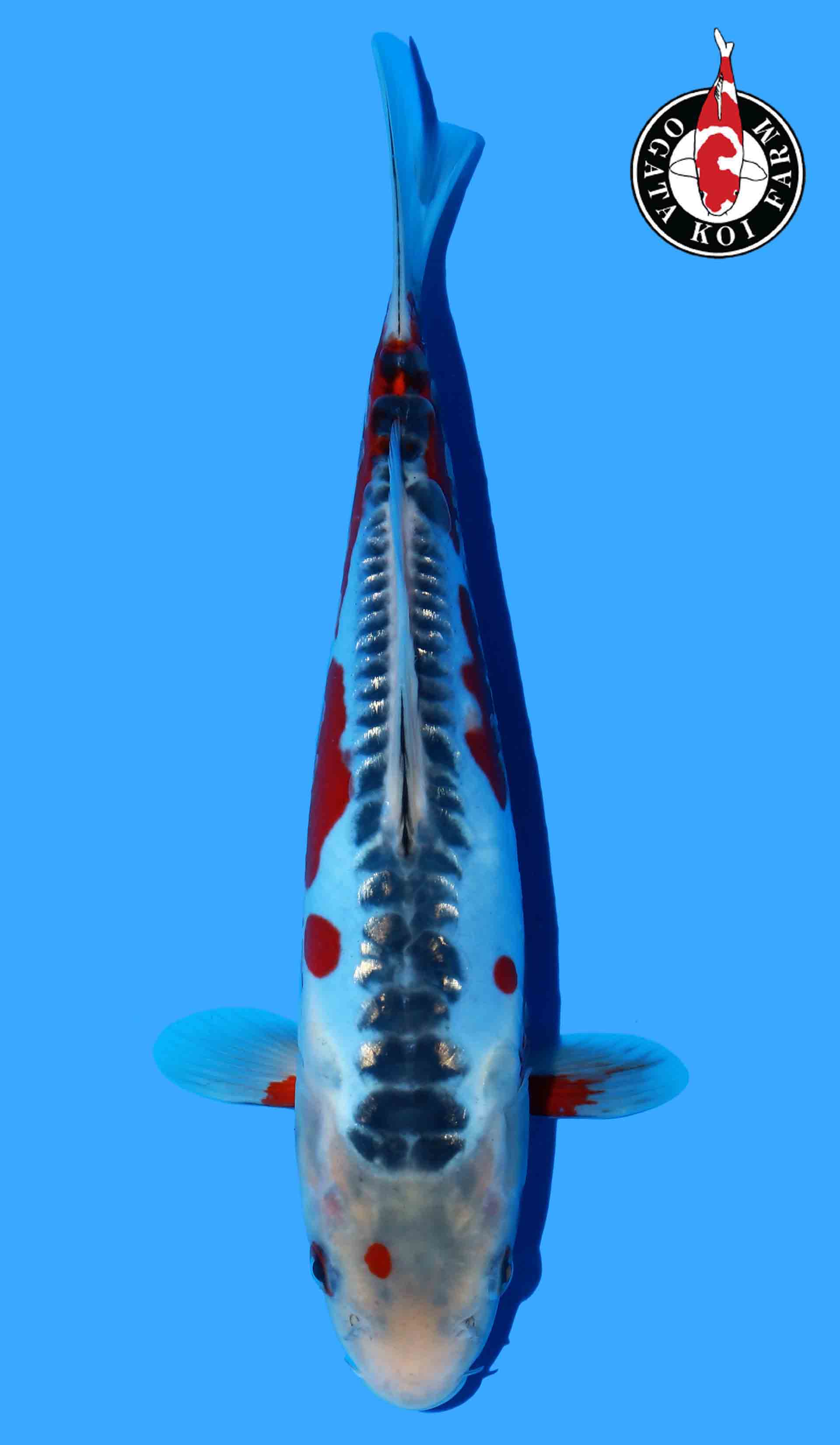 Shusui