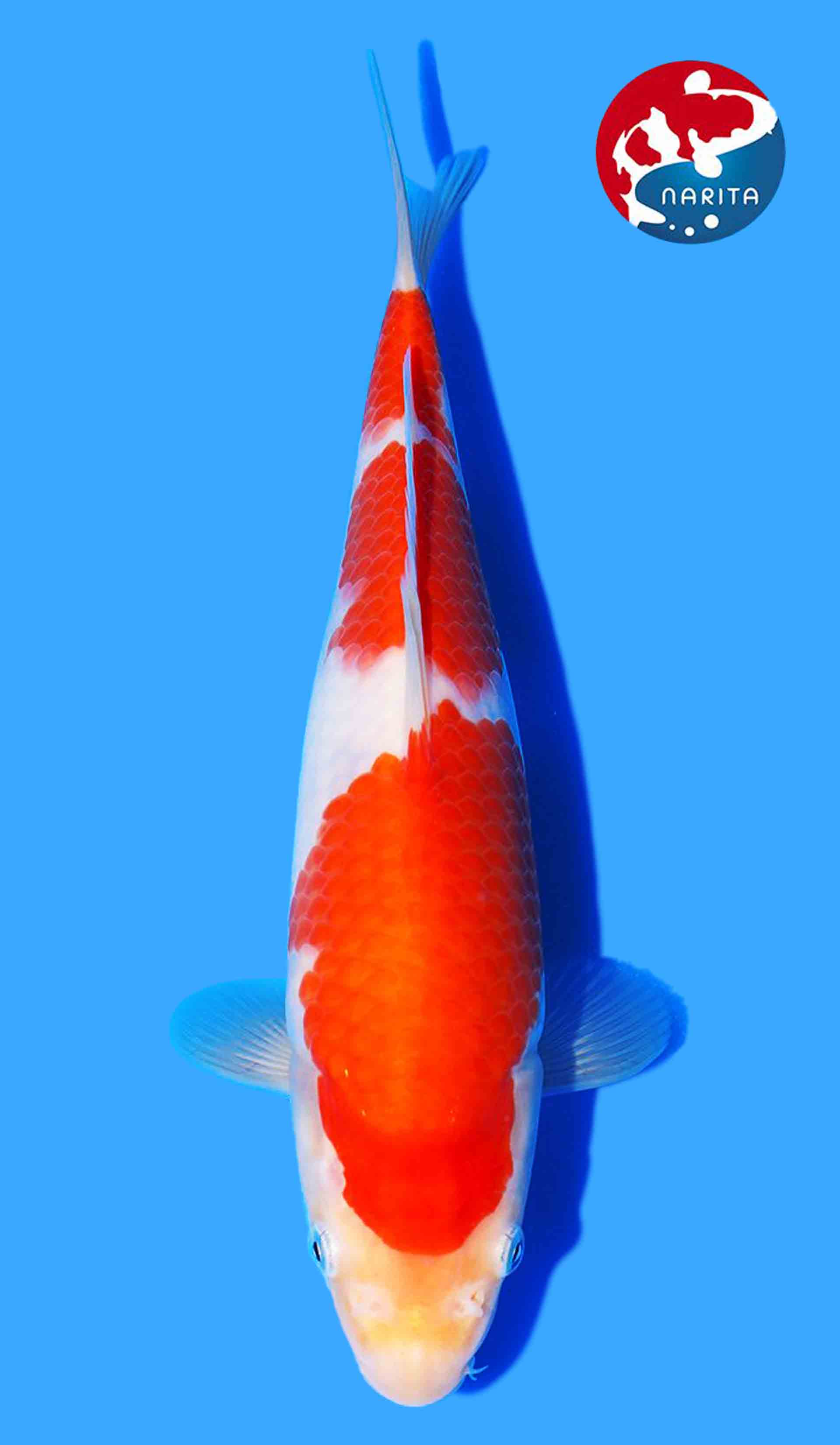 Kohaku from Nishiki Maruhide