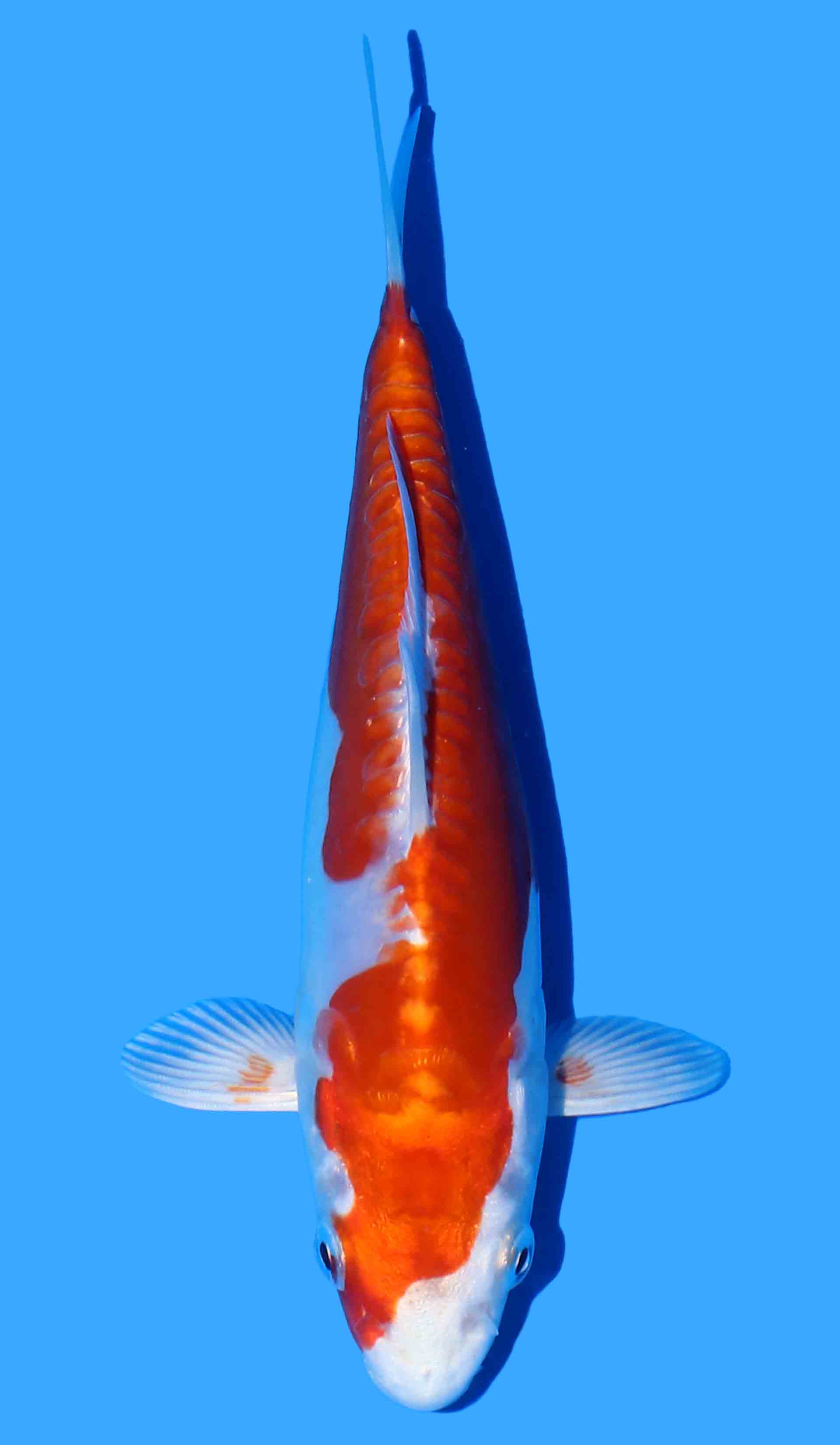 Kikusui