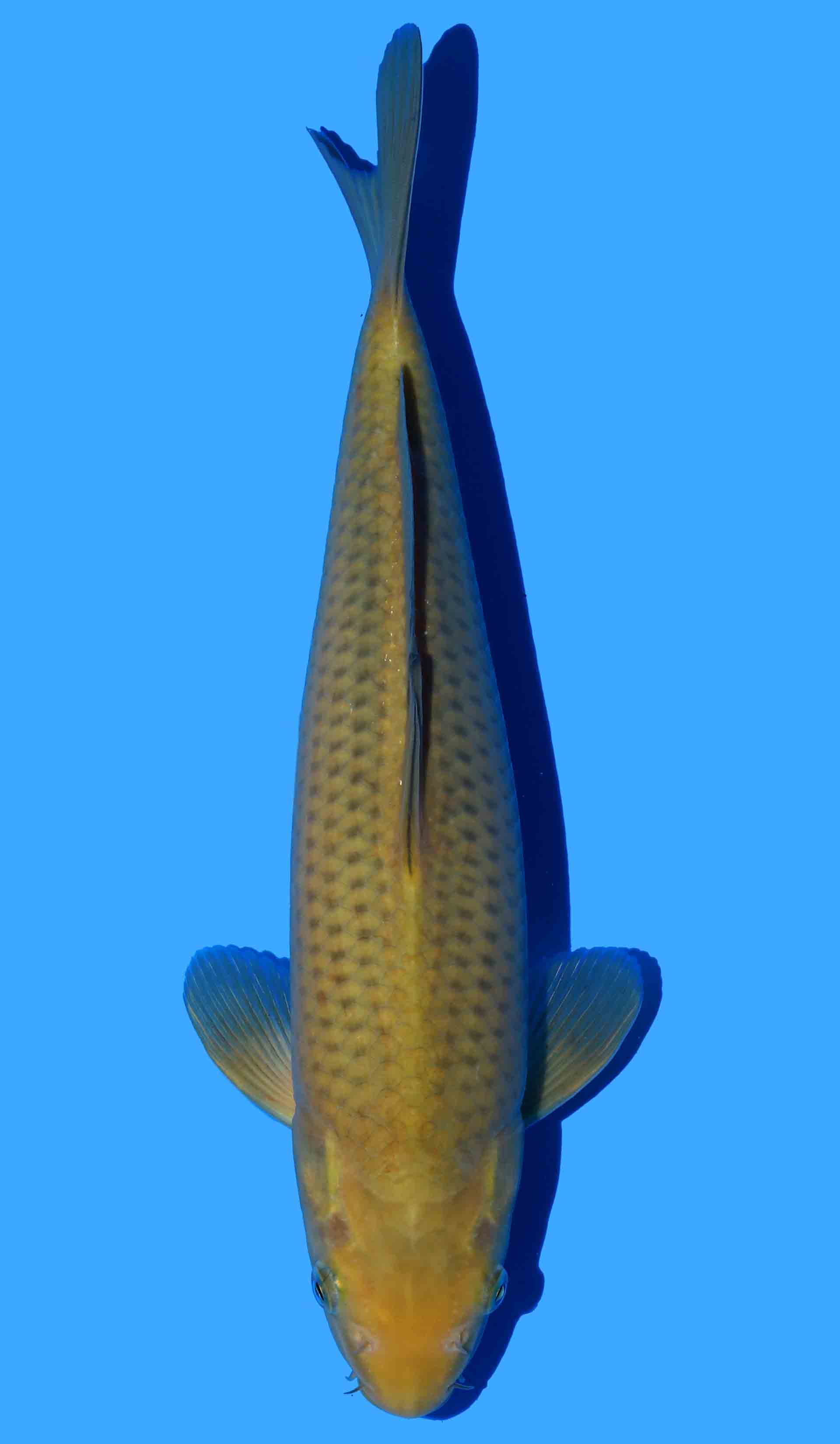 Chagoi