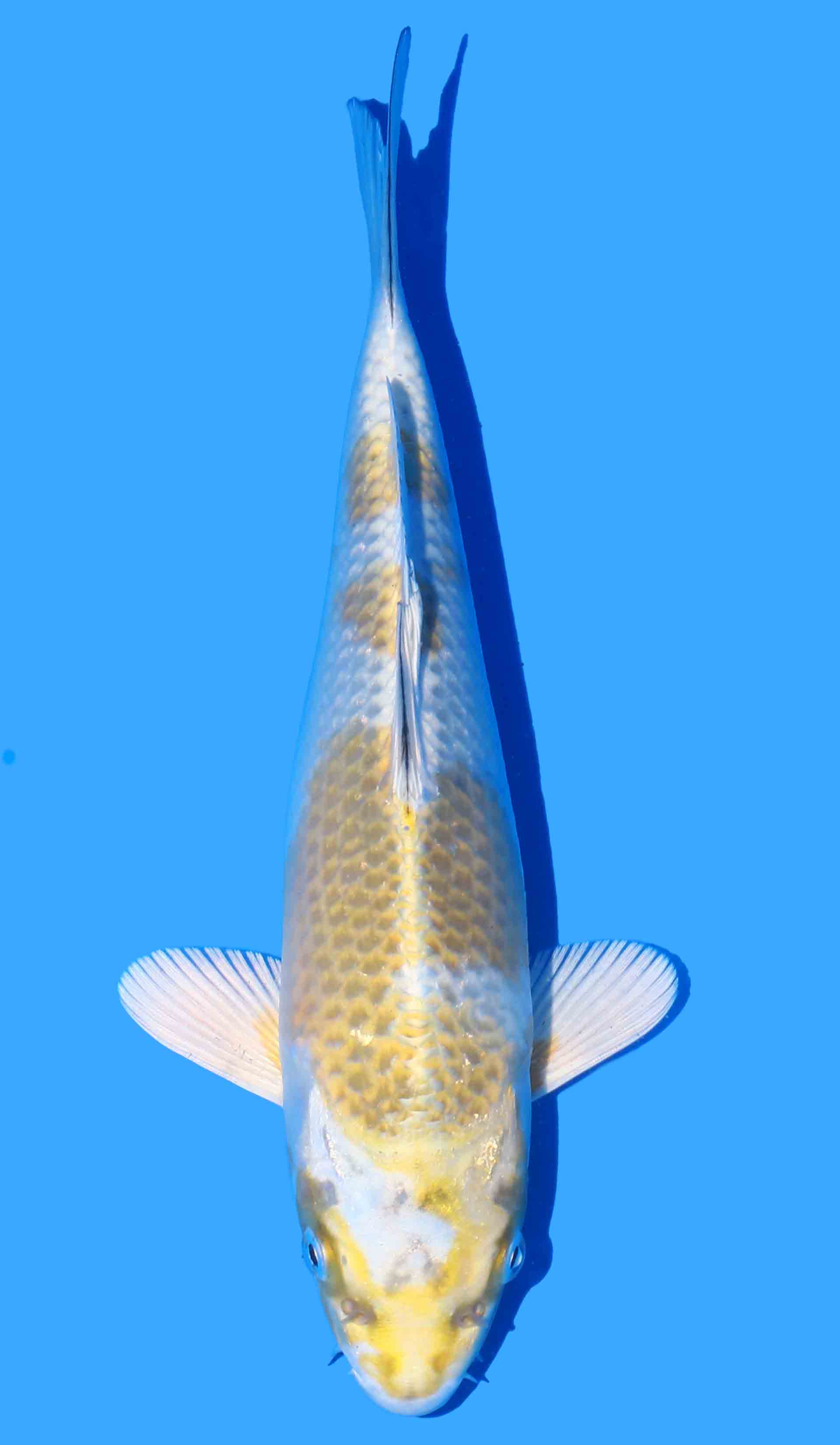 Kirin from Wada
