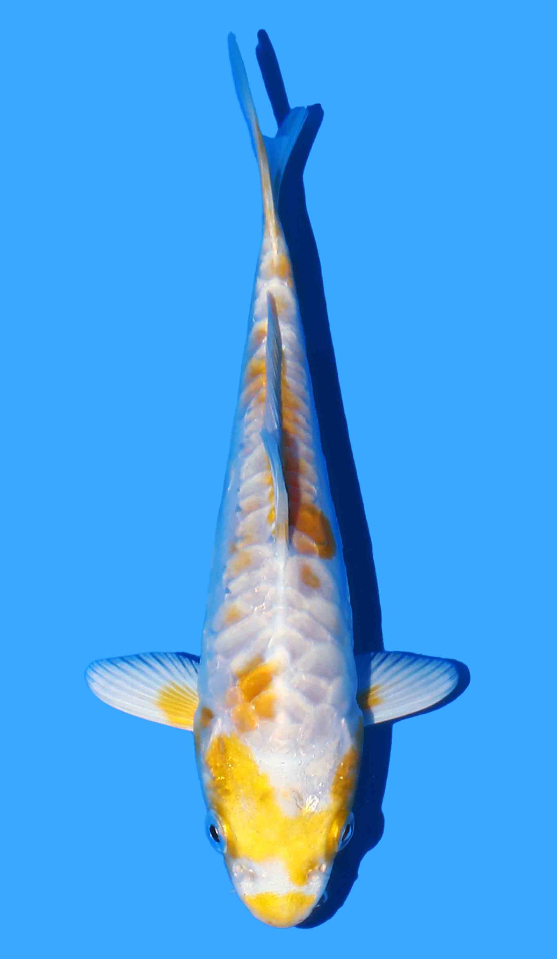Aragoke Hariwake from Yamasan