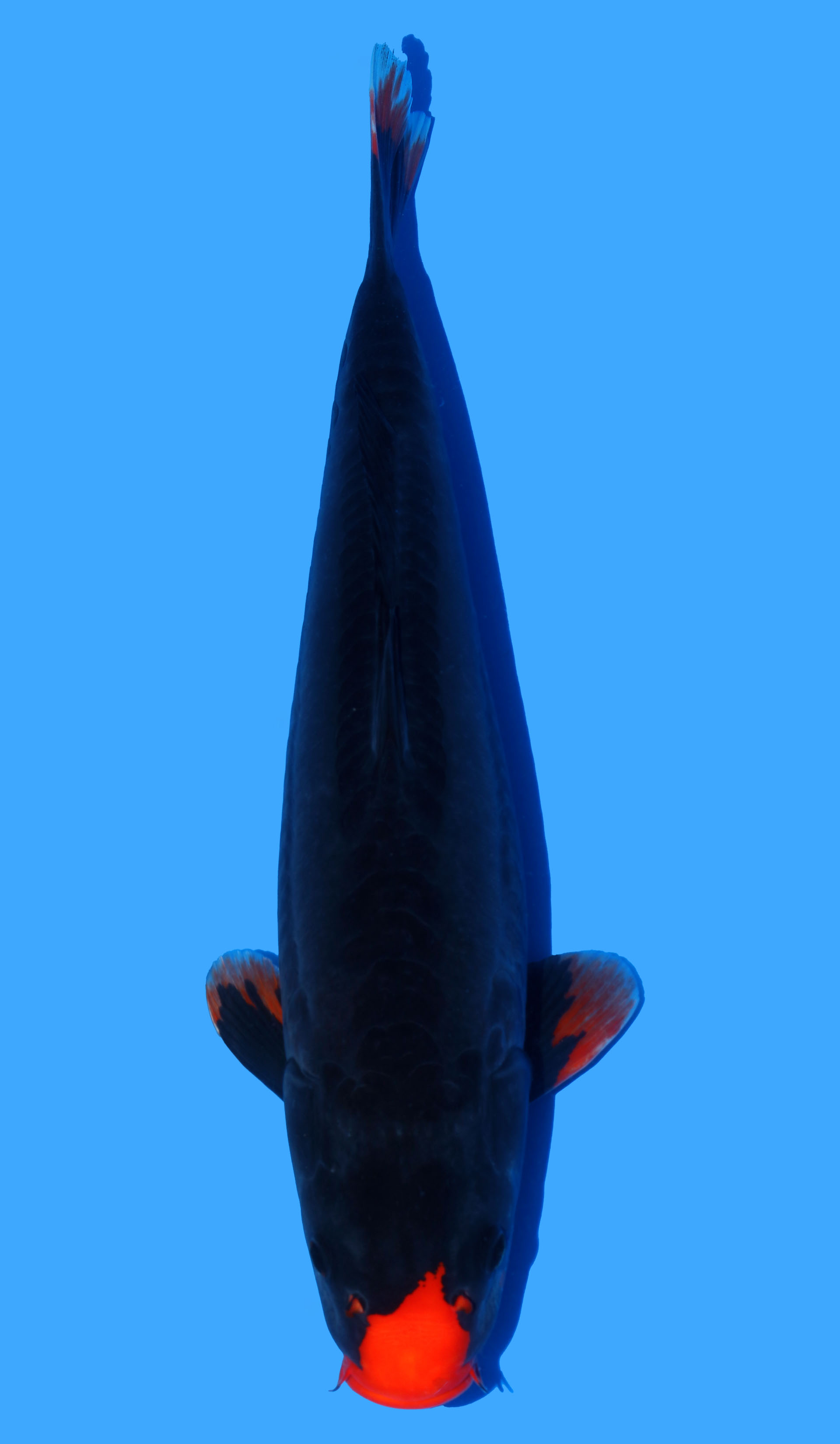 Benu Kumonryu