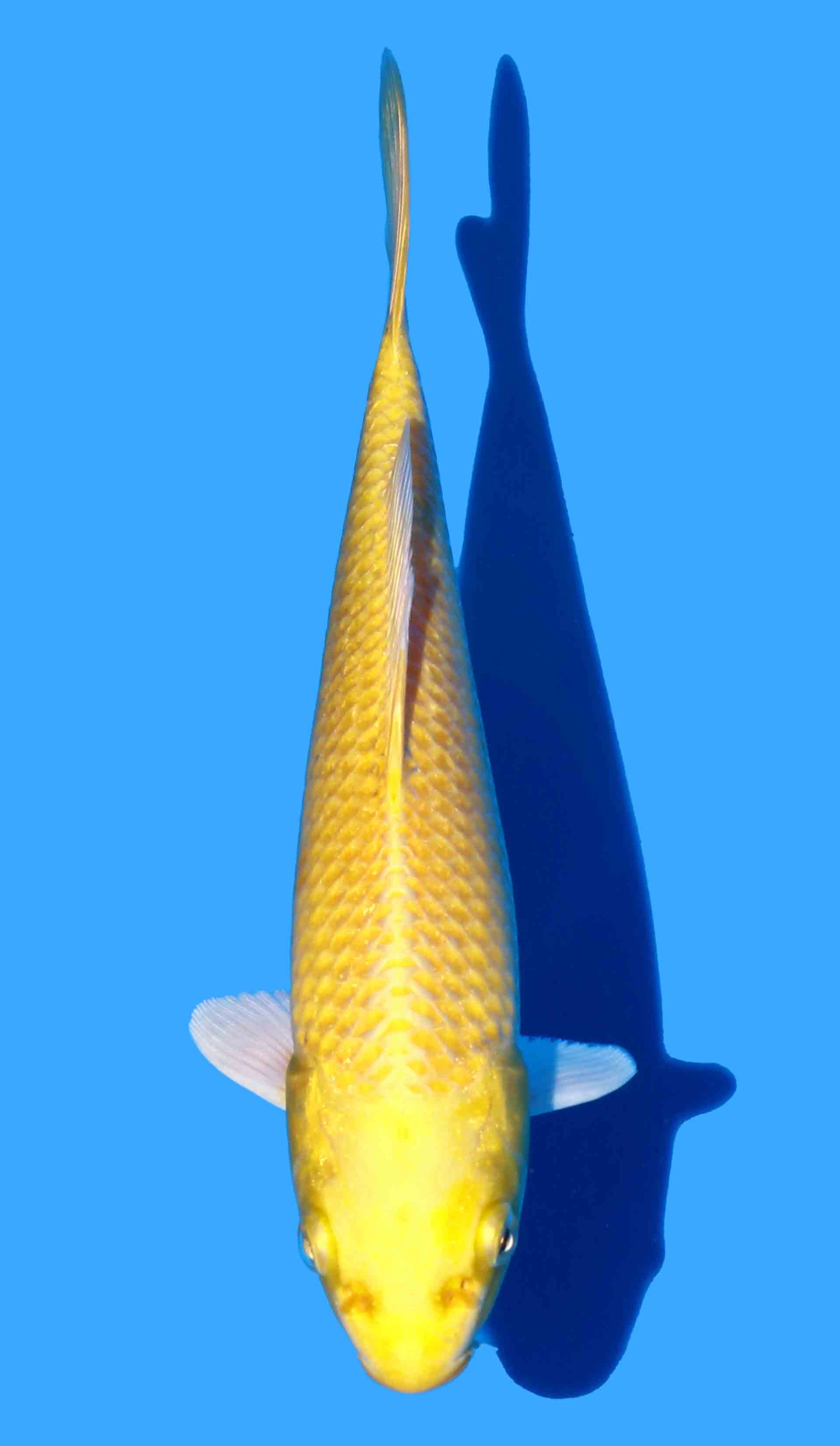 Yamabuki Ogon from Marudo