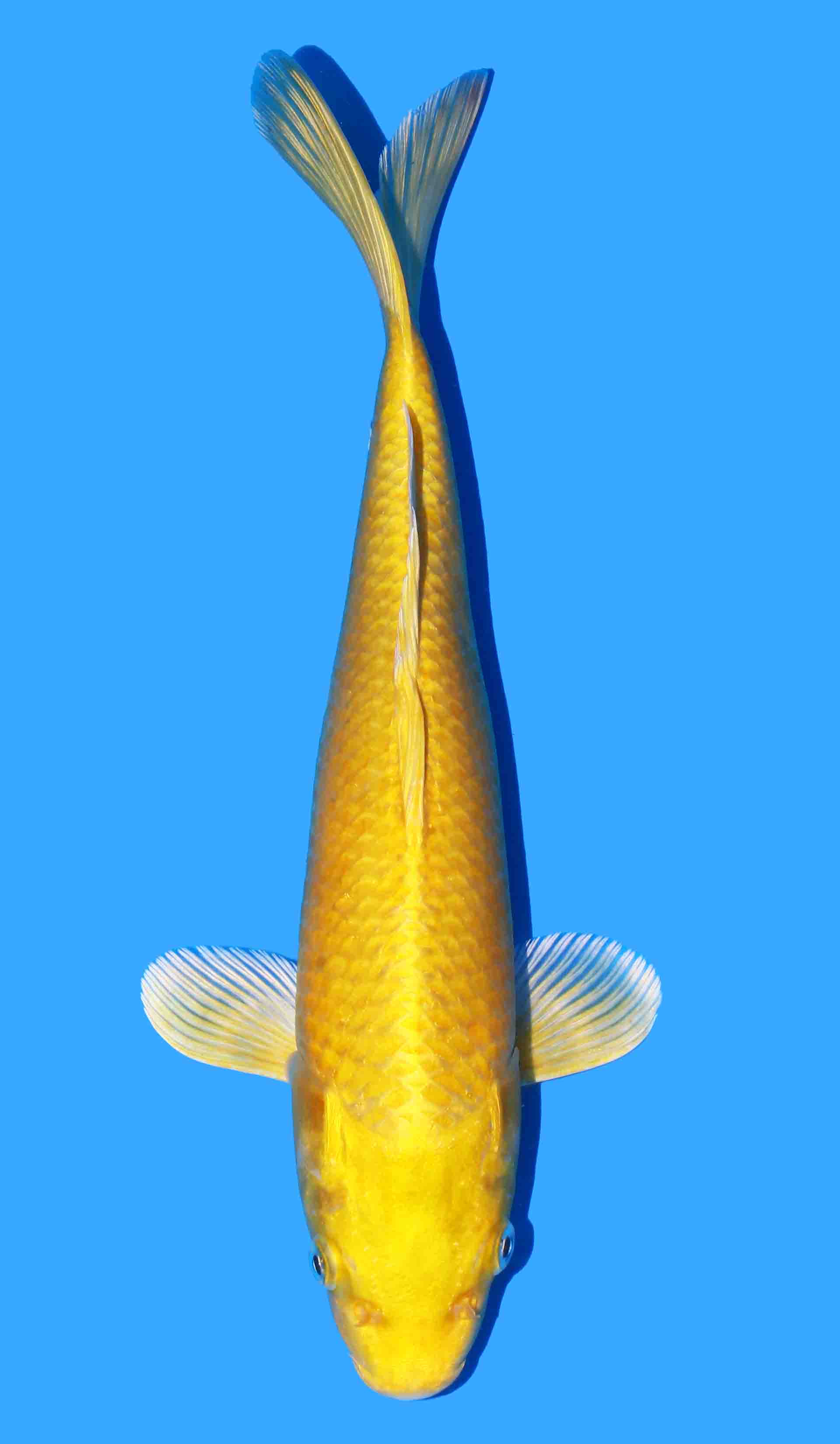 Yamabuki Ogon