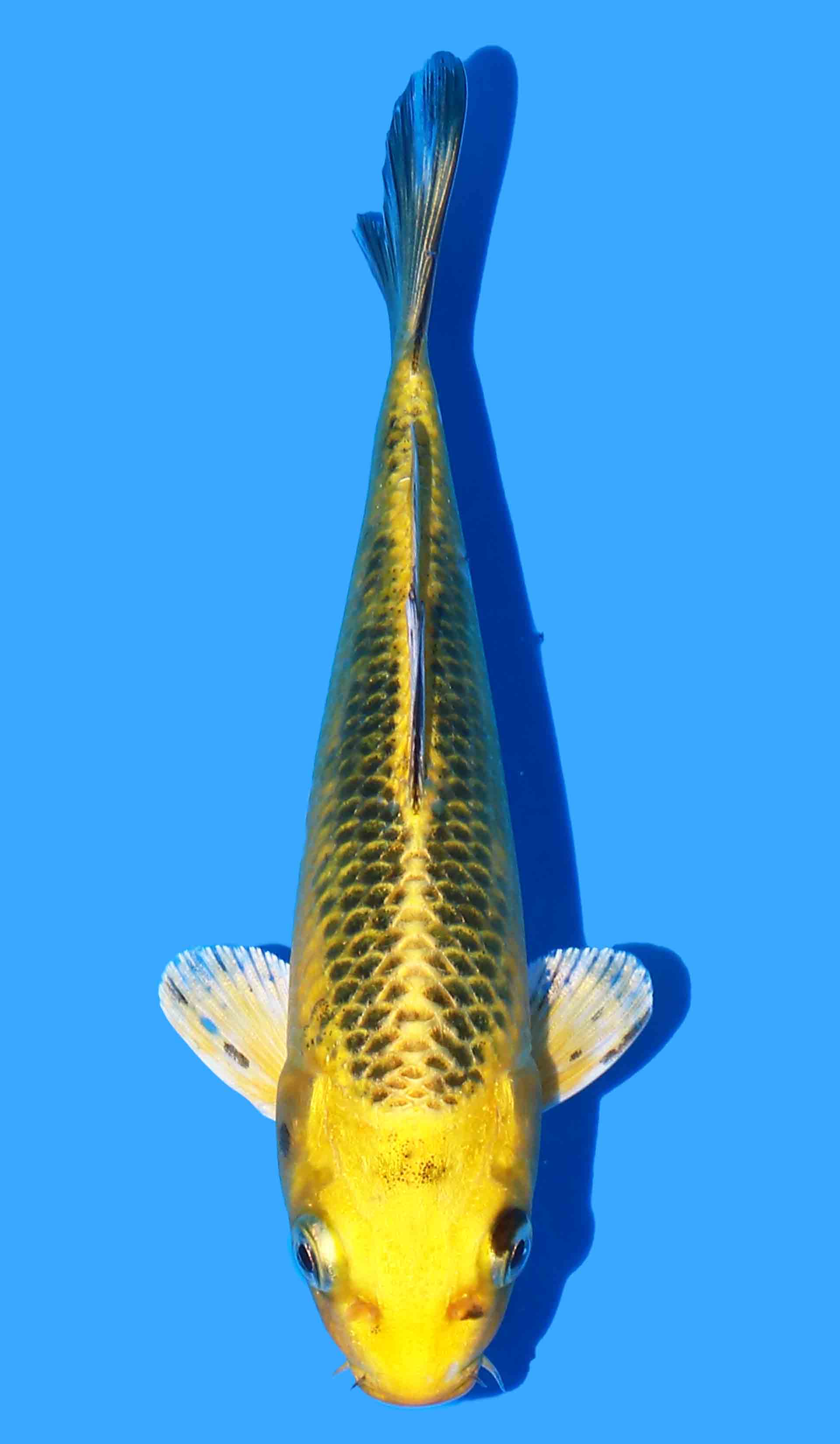 Ki Matsuba from Yamasan