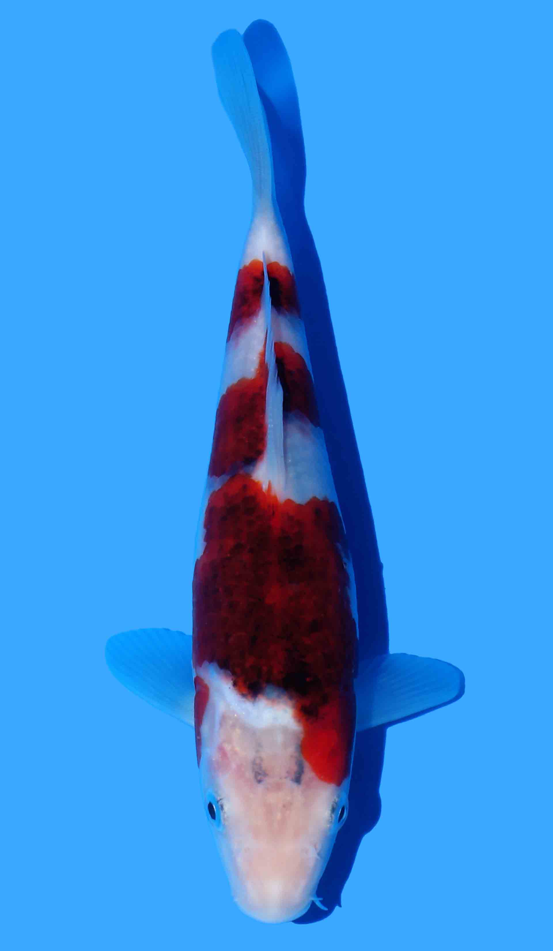 Budo Goromo