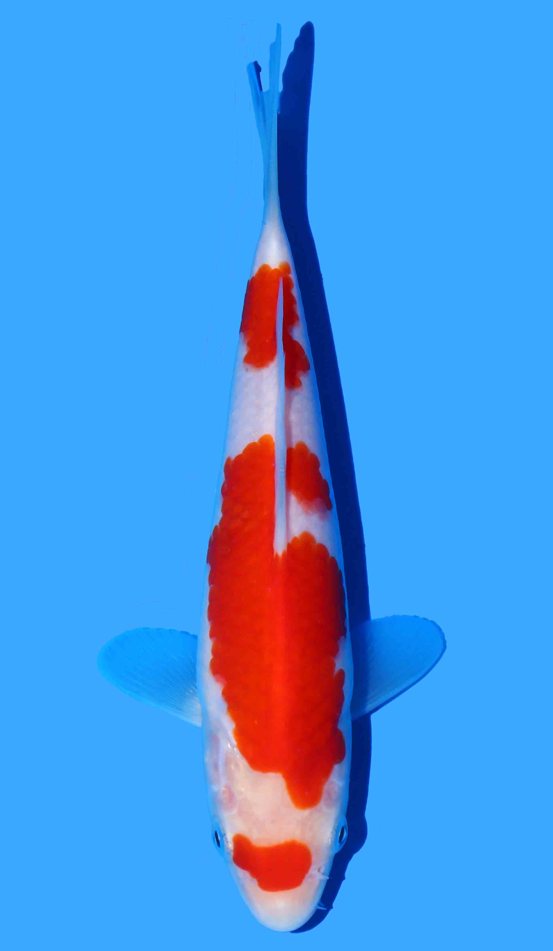 Kohaku