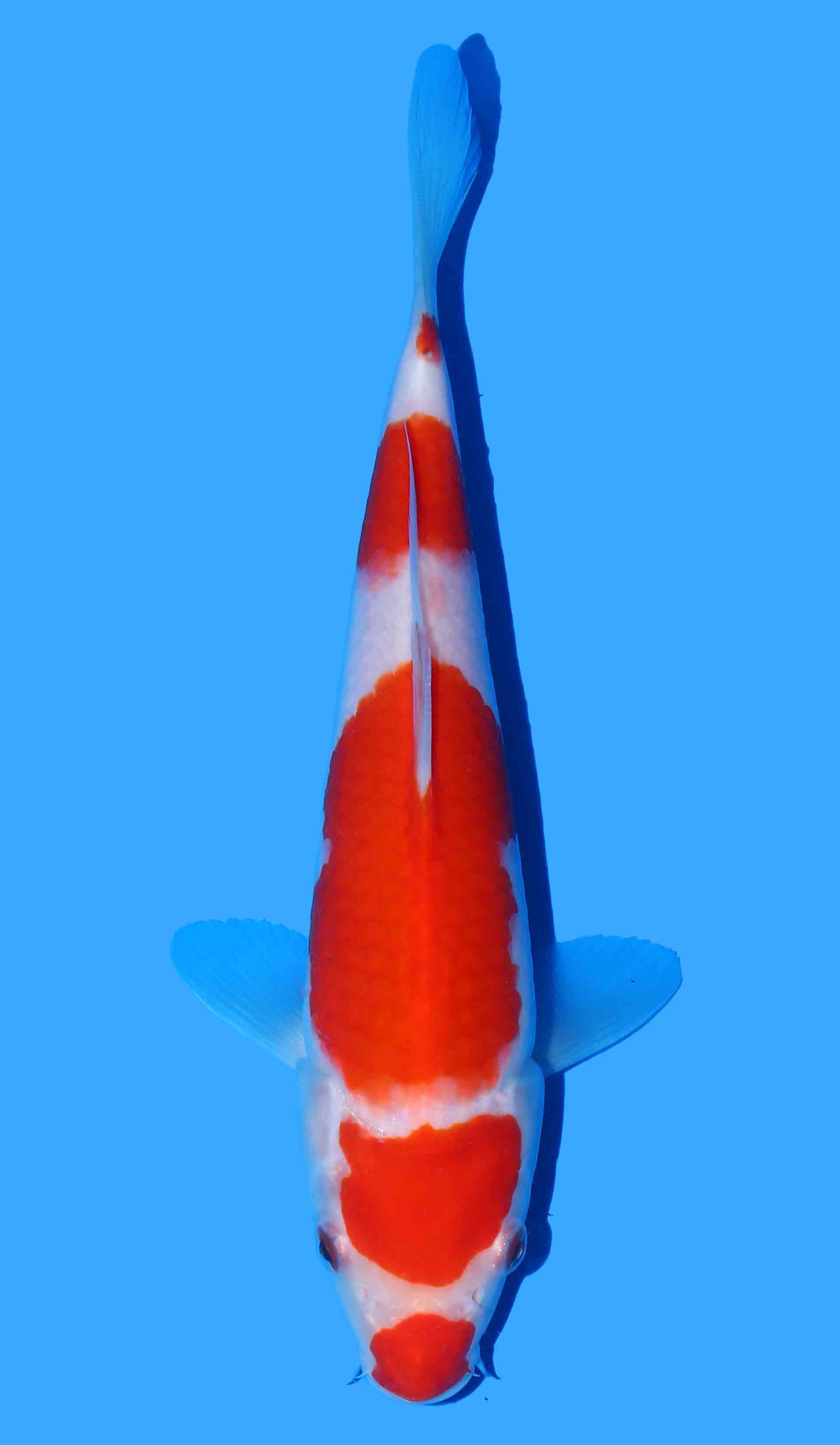 Kohaku