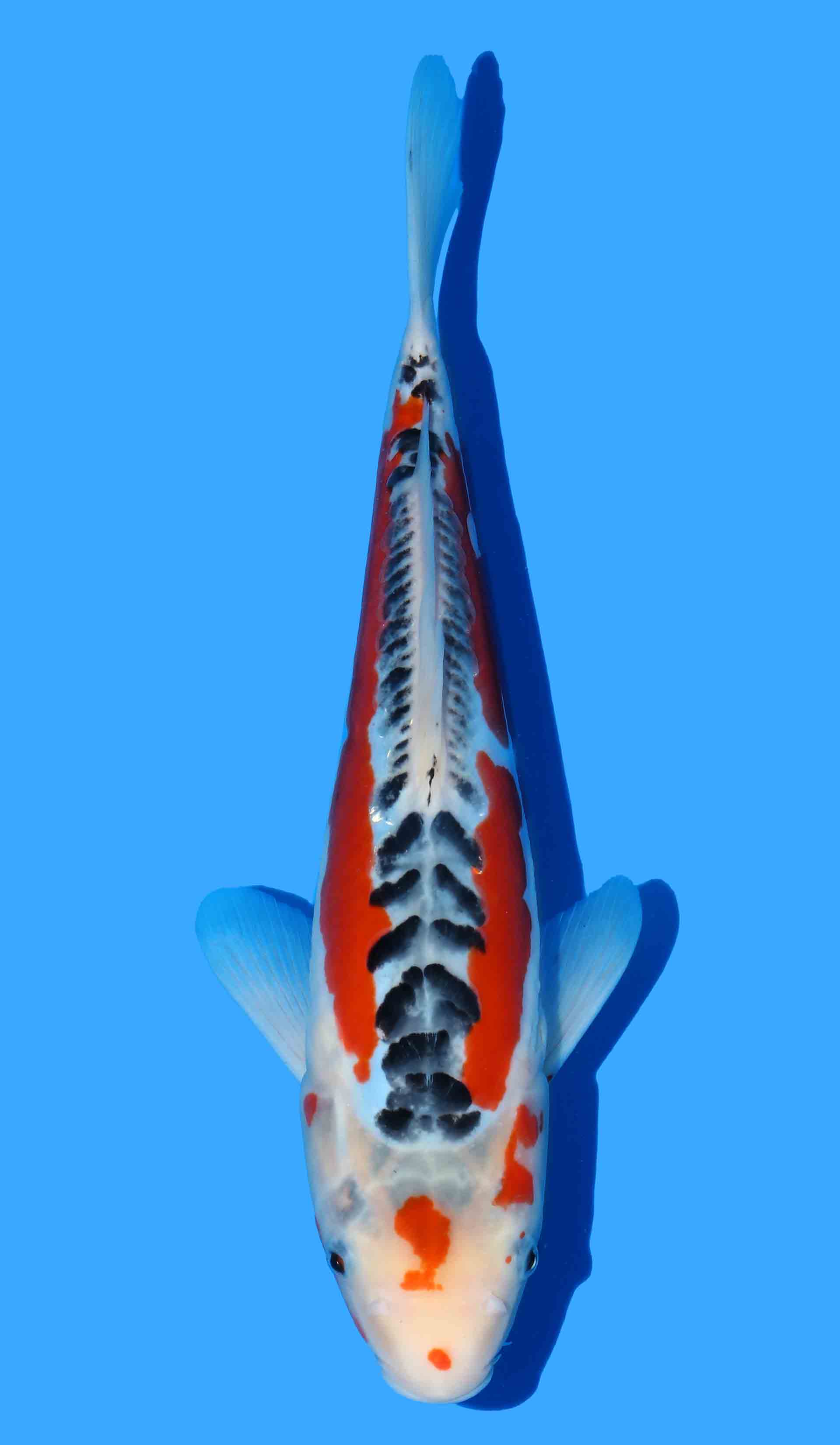 Shusui