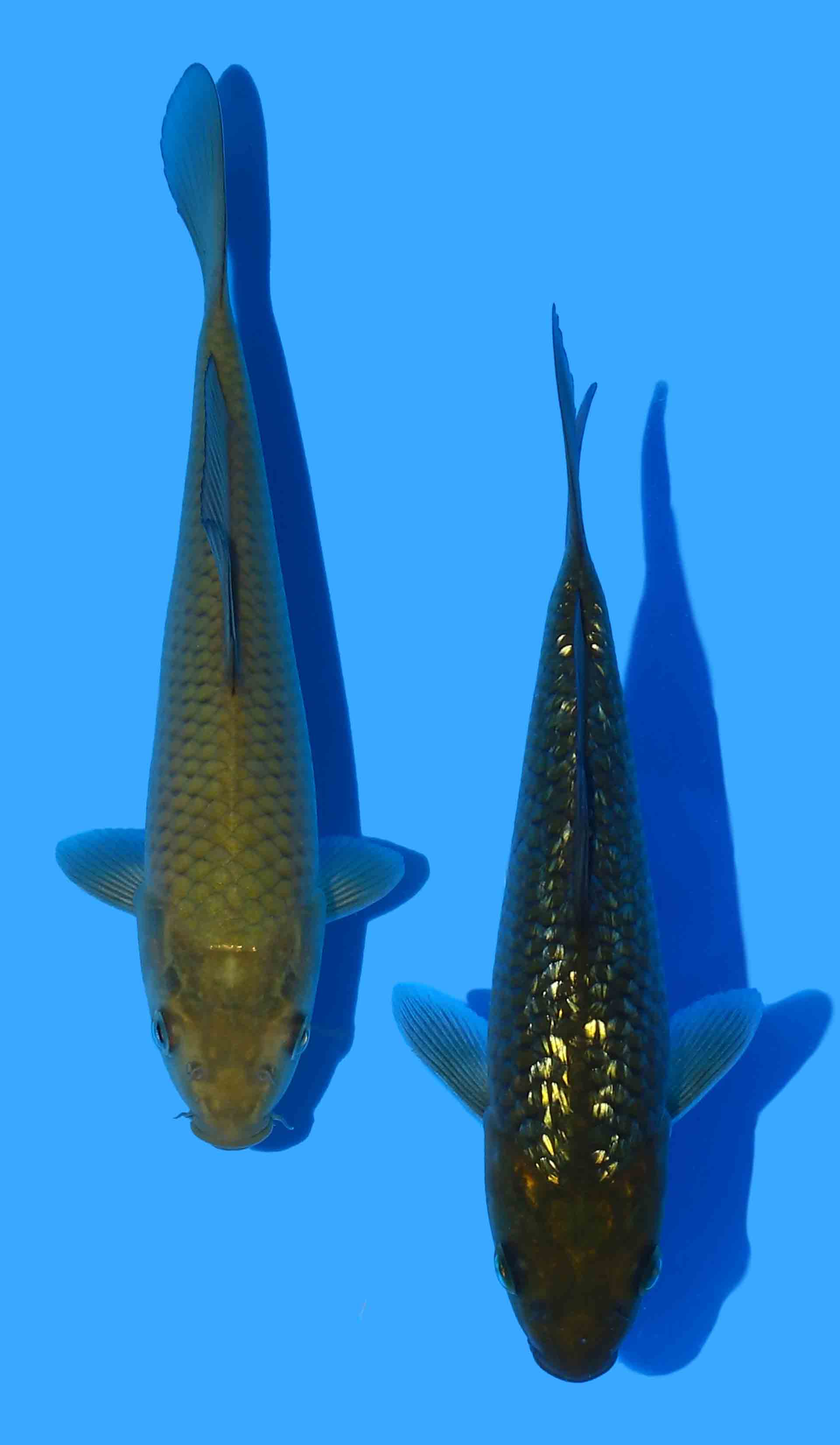 Chagoi & Gin Rin Chagoi from Marudo 15-20cm