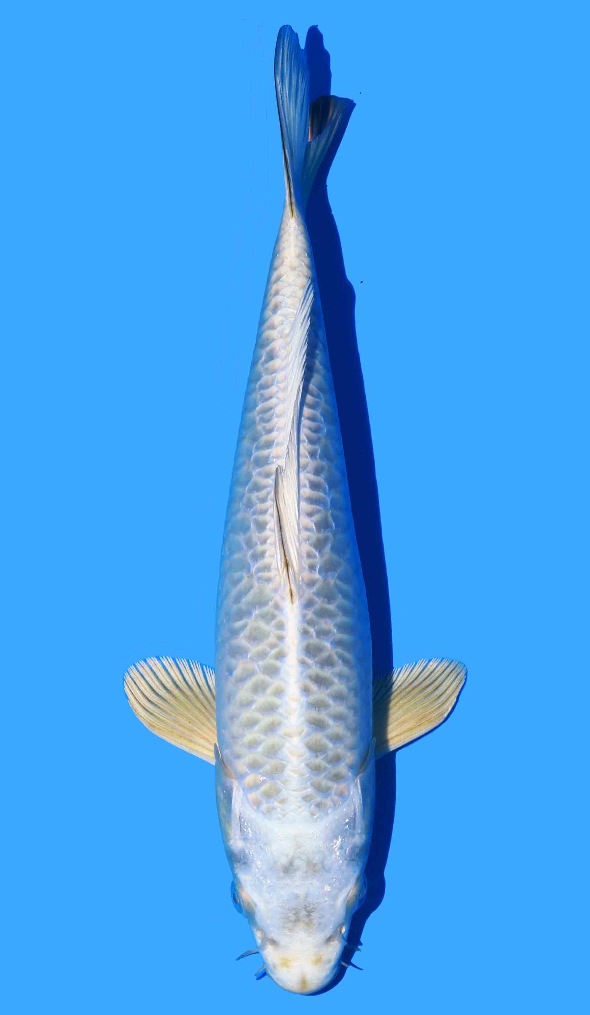 Aragoke Mukashi Ogon