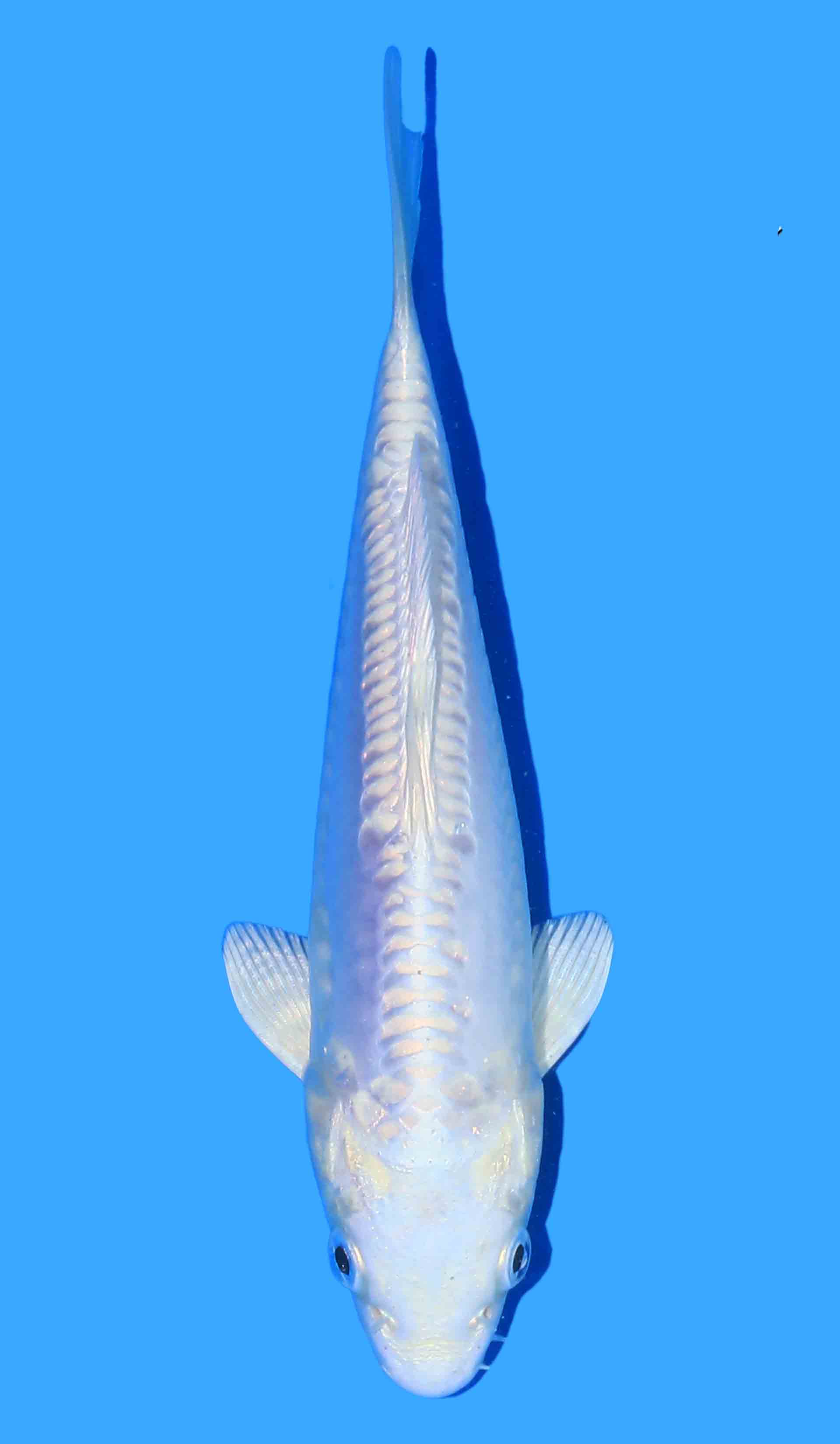 Doitsu Platina Ogon from Yamasan