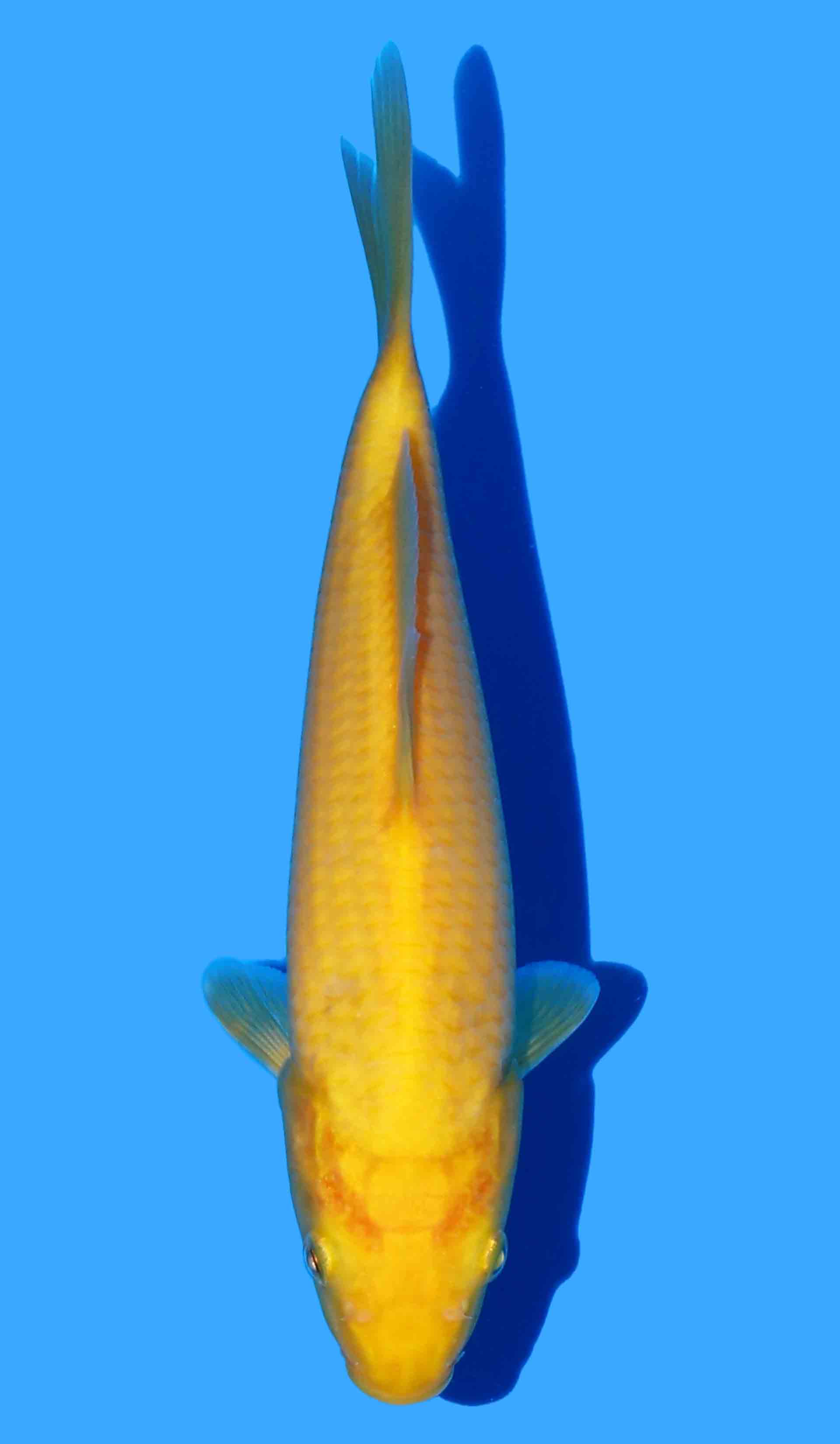 Karashigoi (Sakai x Konishi bloodline) Okawa