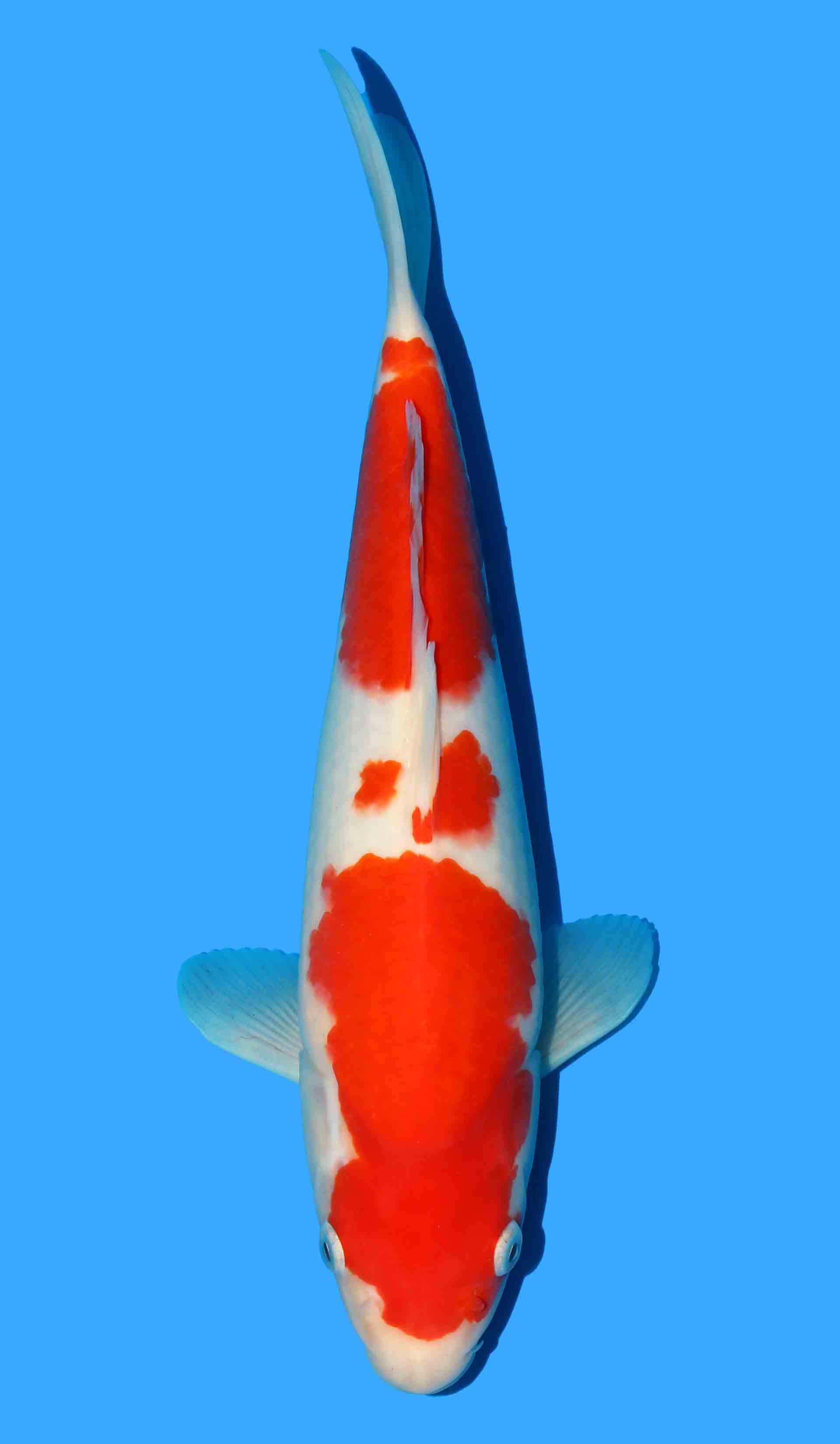 Kohaku