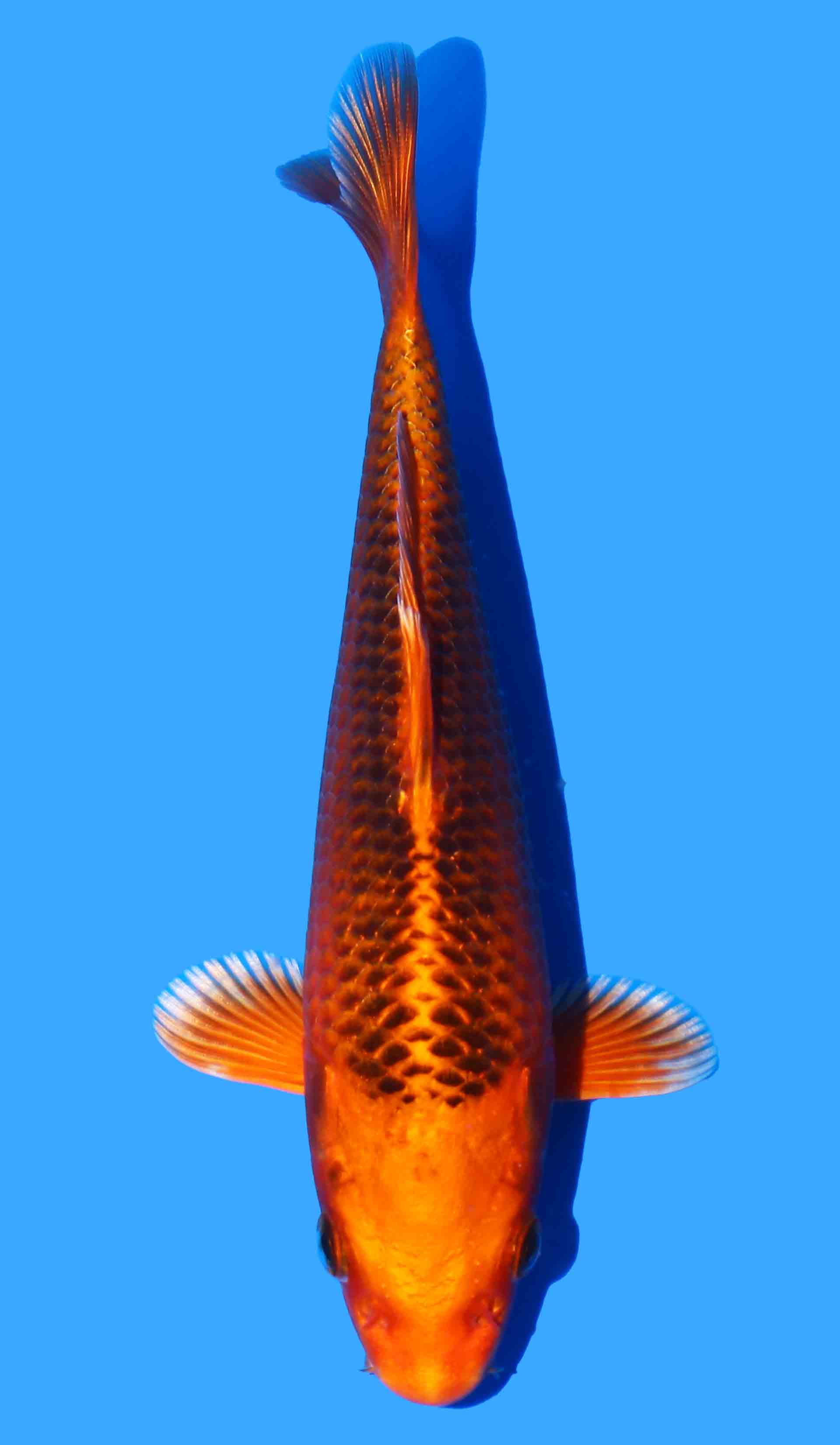 Kin Matsuba