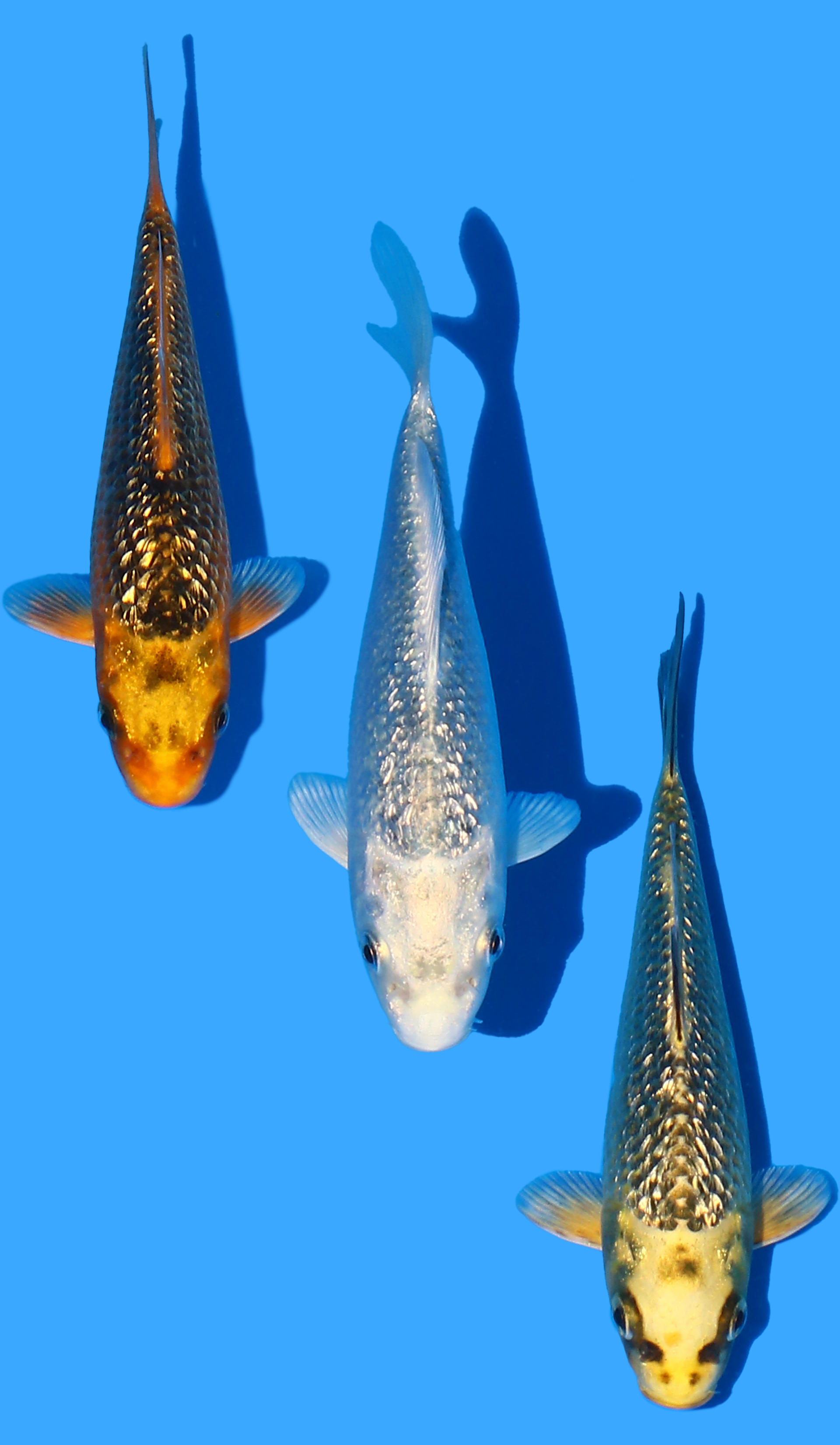 Gin Rin Matsuba Trio (14-15 cm)