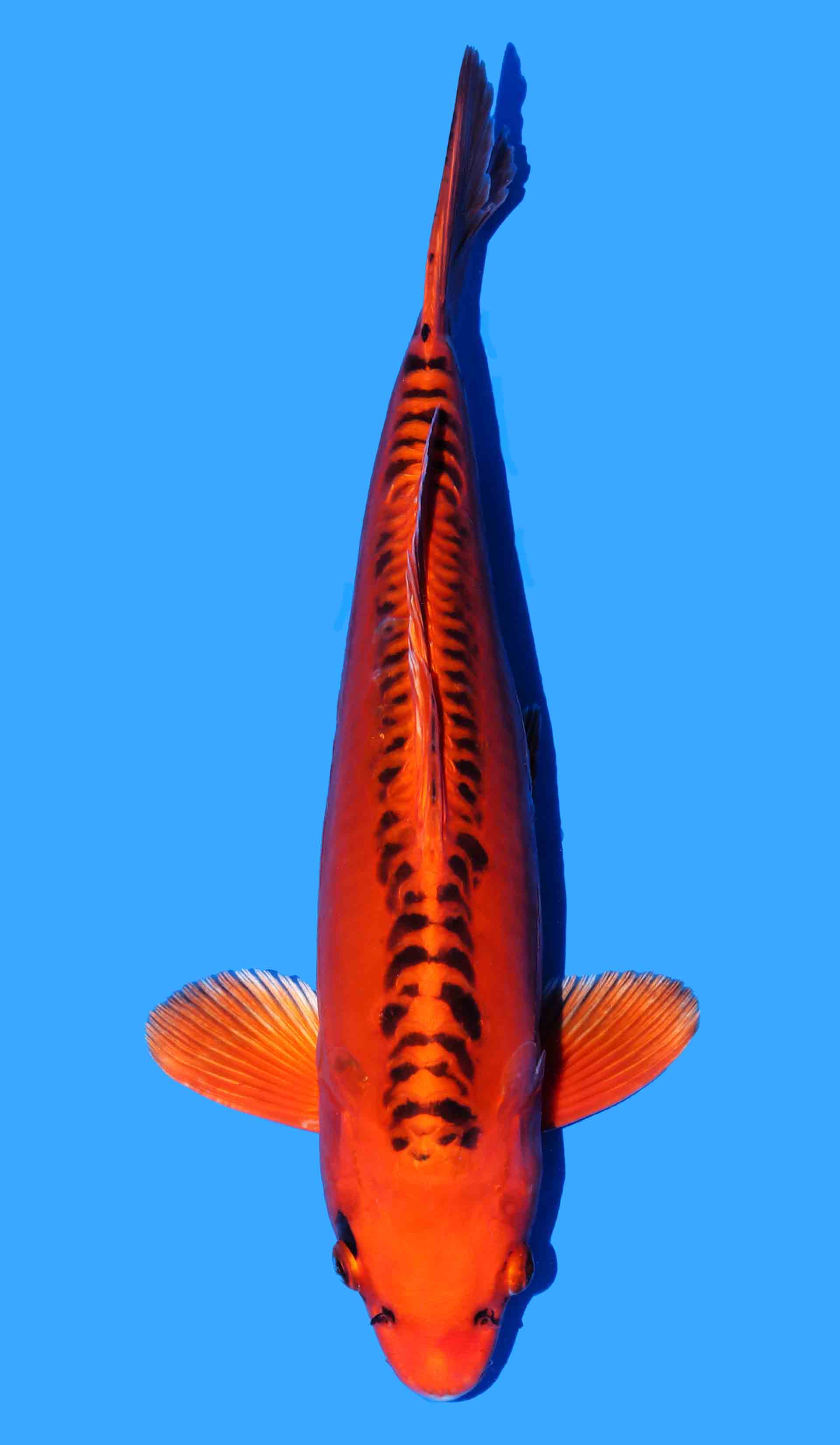 Mizuho Ogon